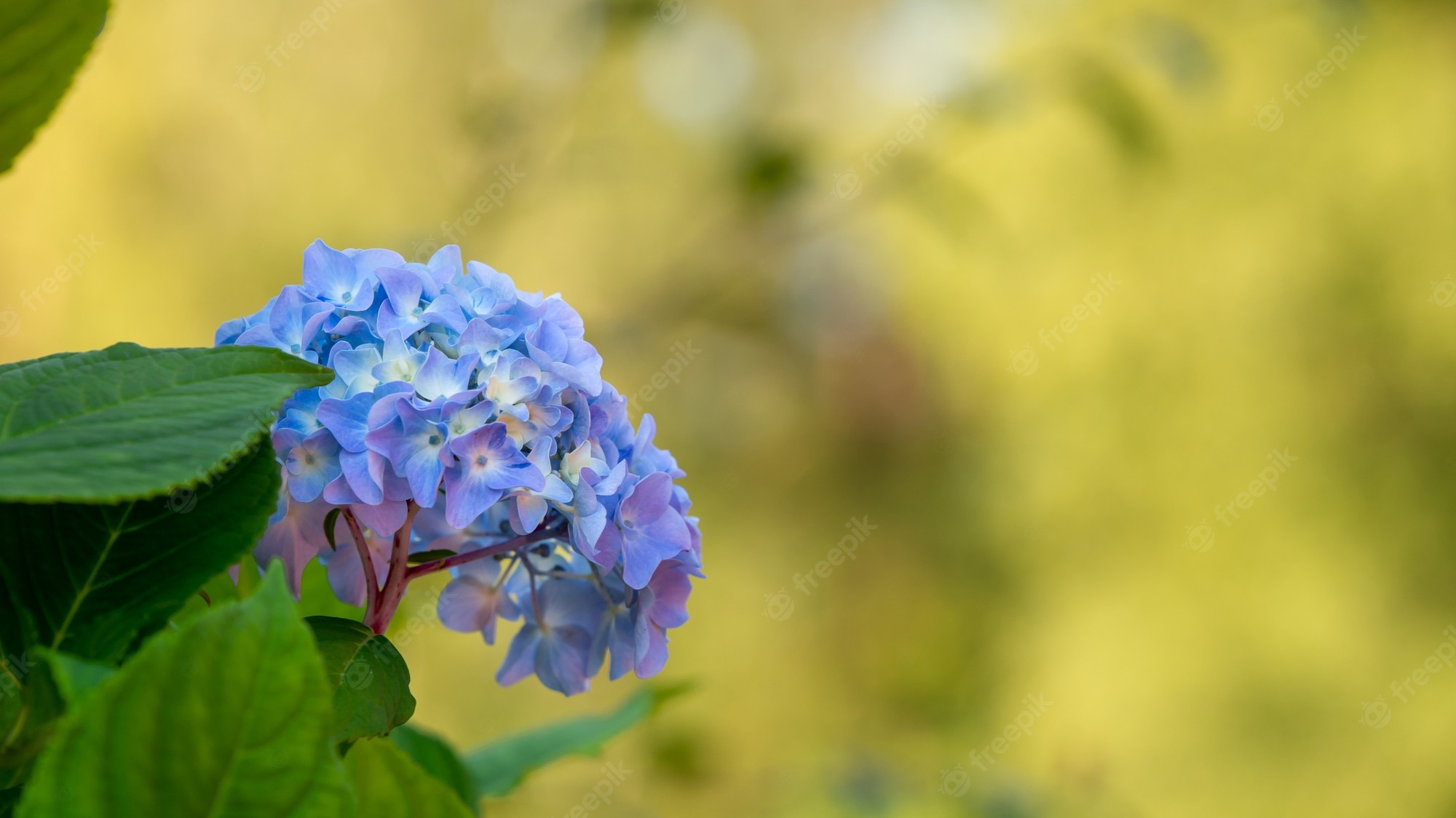 Hydrangea Desktop Backgrounds