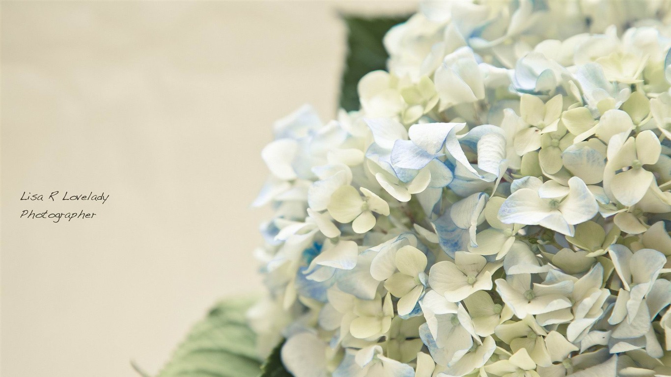 Hydrangea Desktop Backgrounds