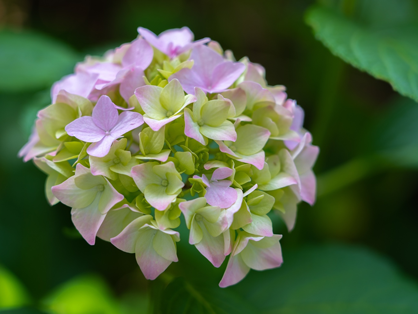 Hydrangea Desktop Backgrounds