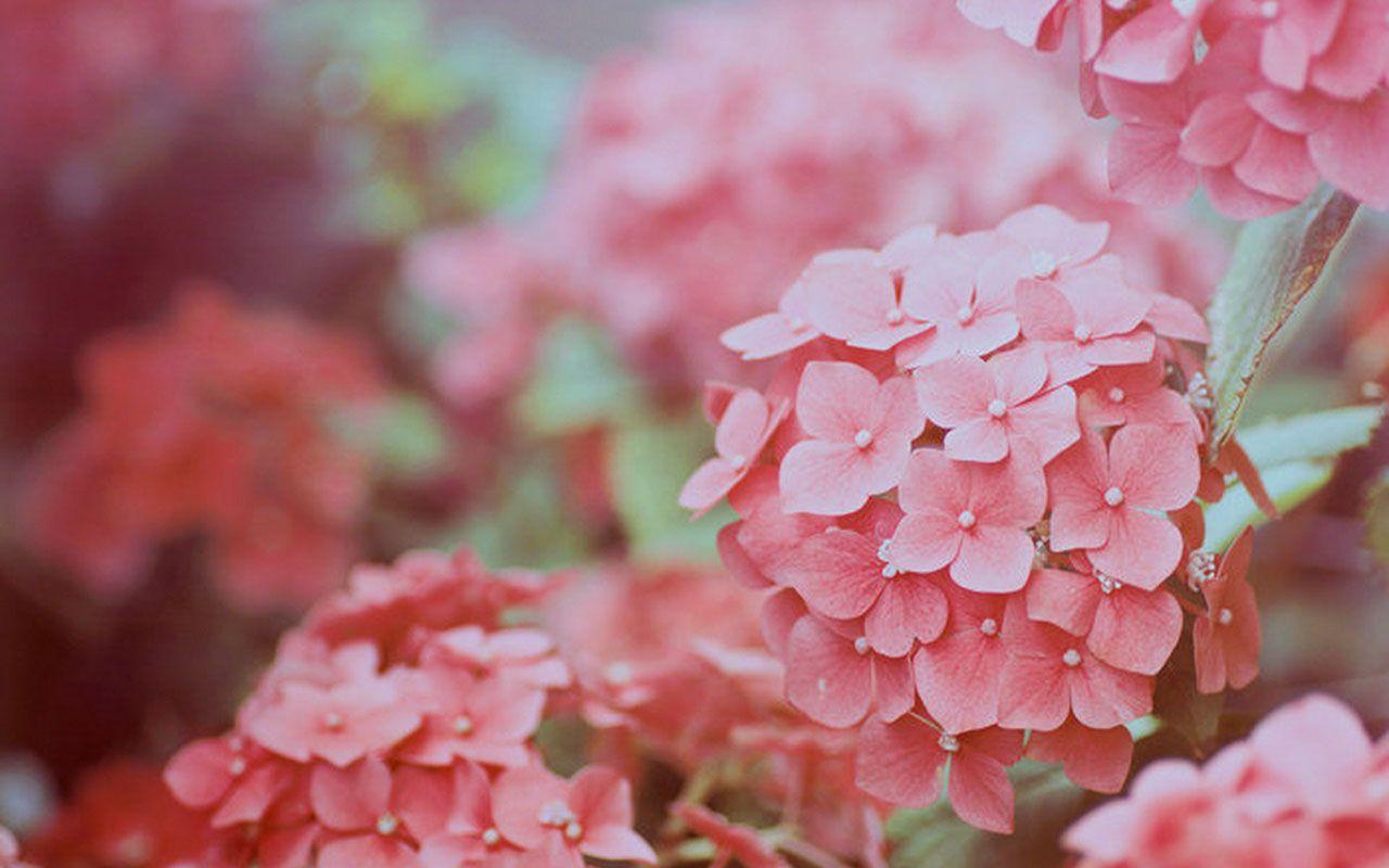 Hydrangea Desktop Backgrounds