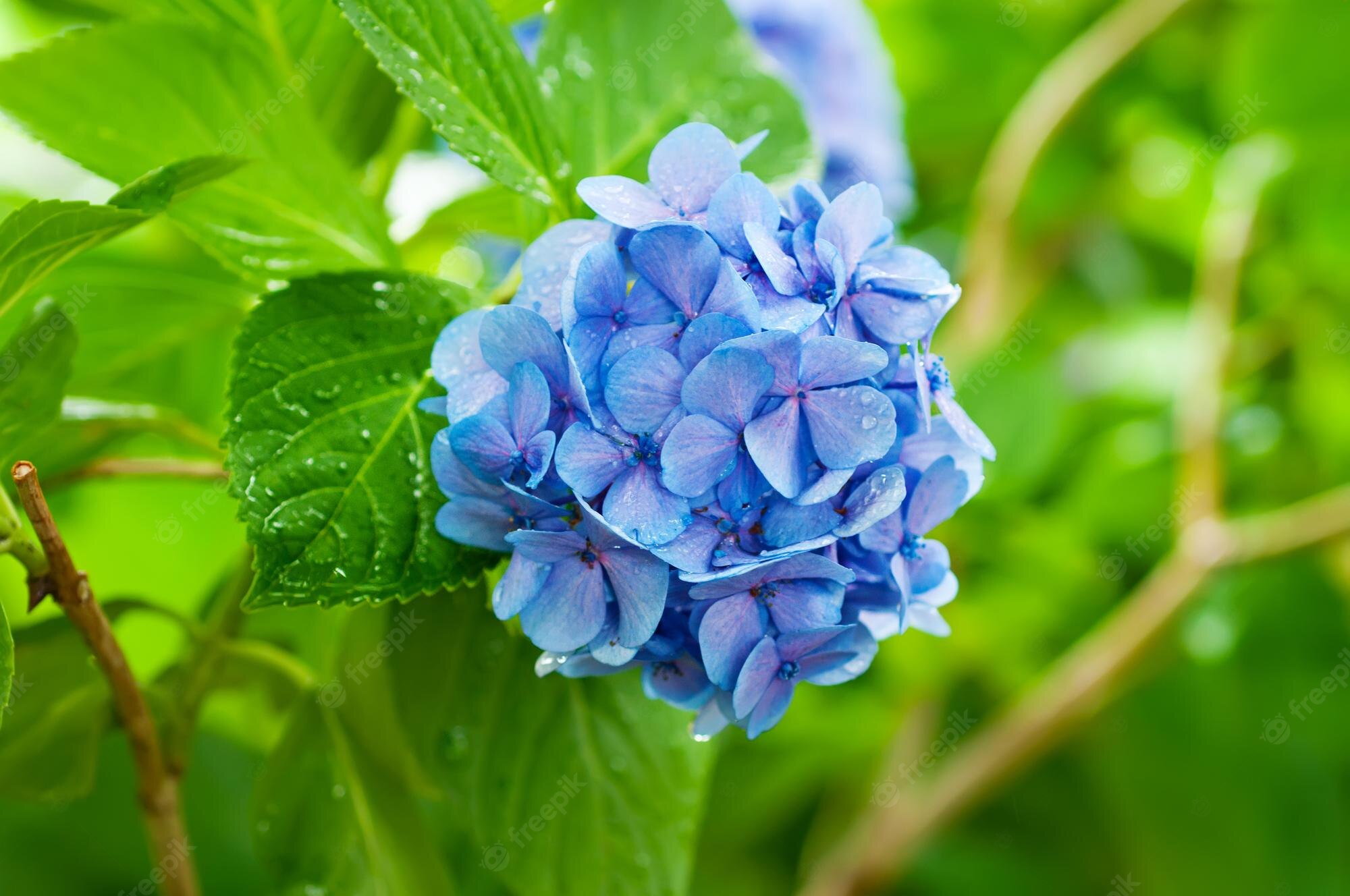 Hydrangea Desktop Backgrounds