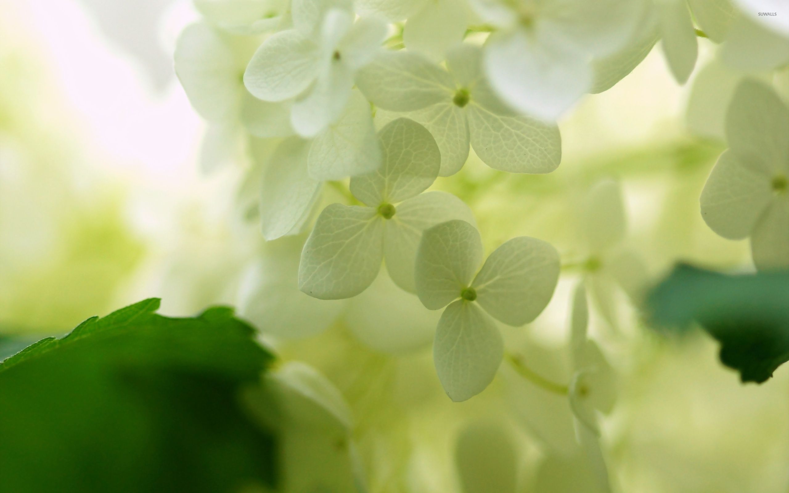 Hydrangea Desktop Backgrounds