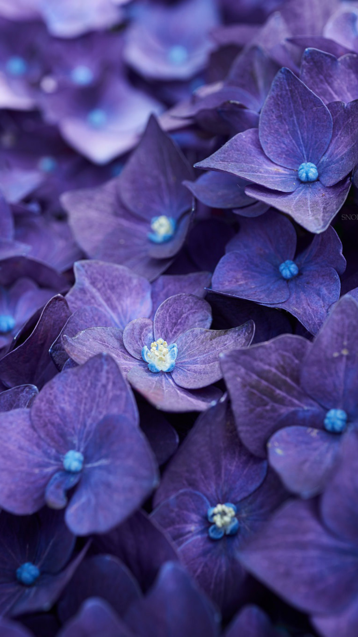 Hydrangea Violet Flowers Wallpapers