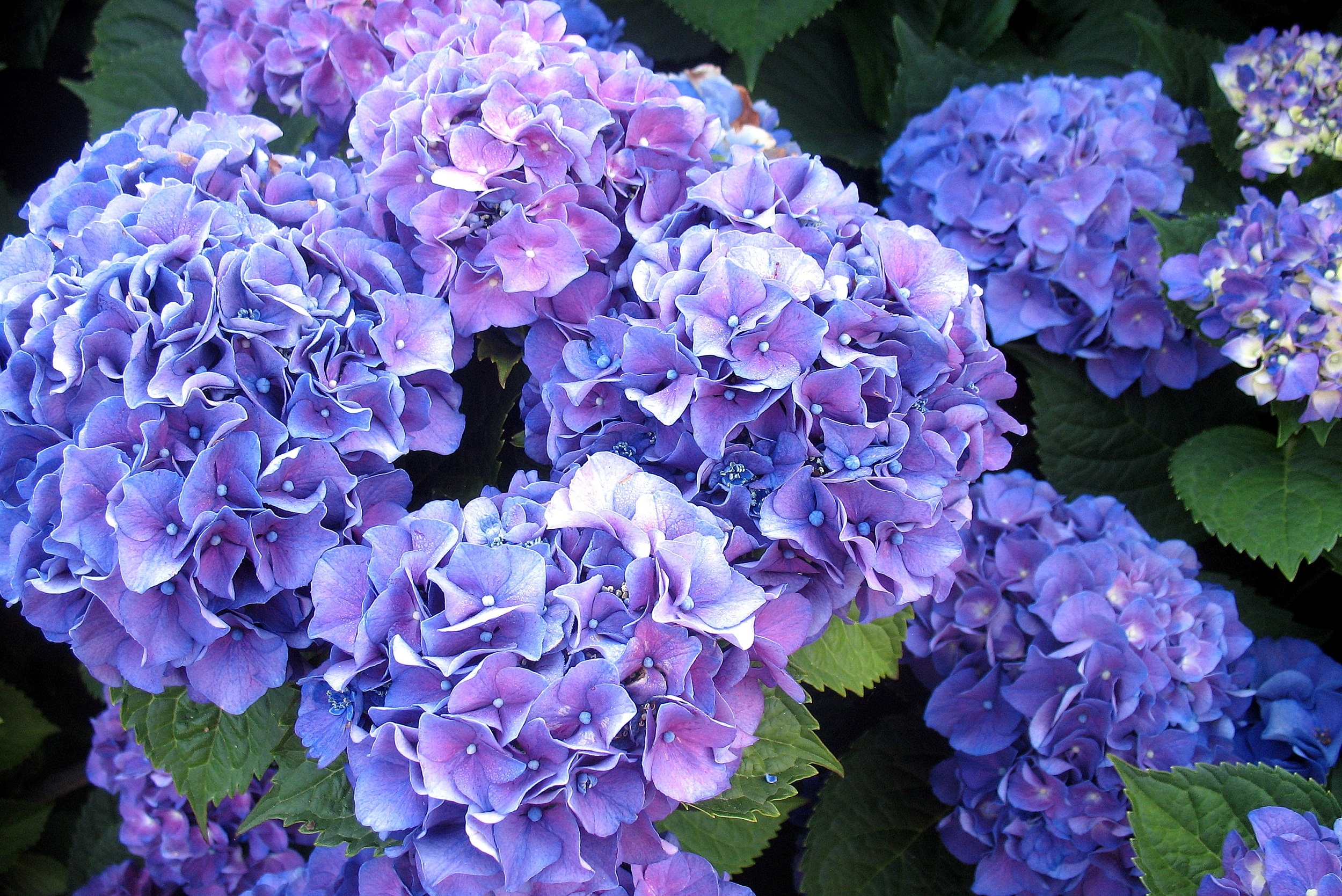 Hydrangea Violet Flowers Wallpapers