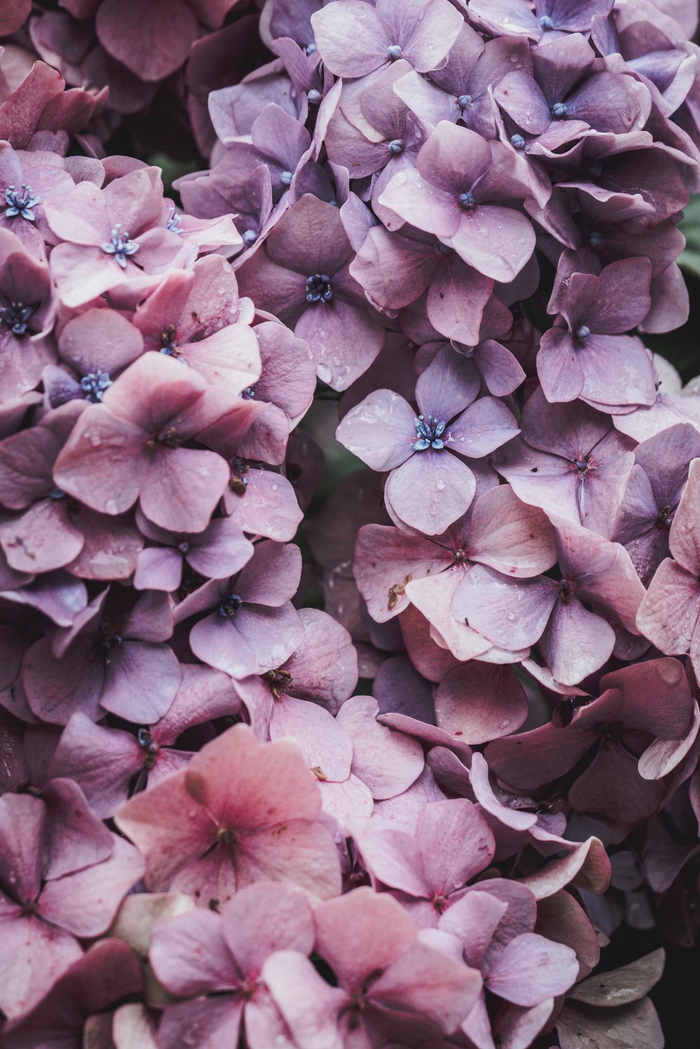 Hydrangea Violet Flowers Wallpapers