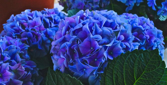 Hydrangea Violet Flowers Wallpapers