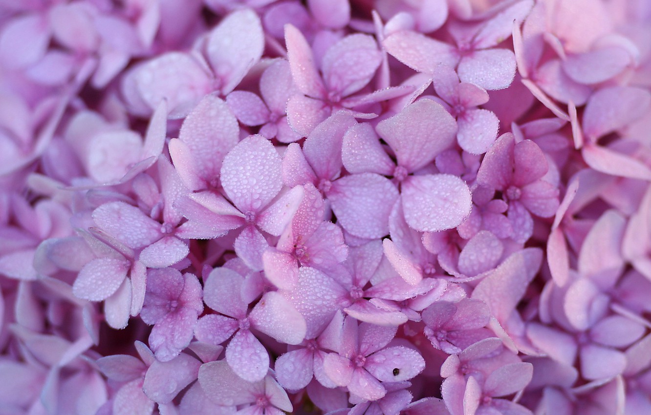 Hydrangea Violet Flowers Wallpapers