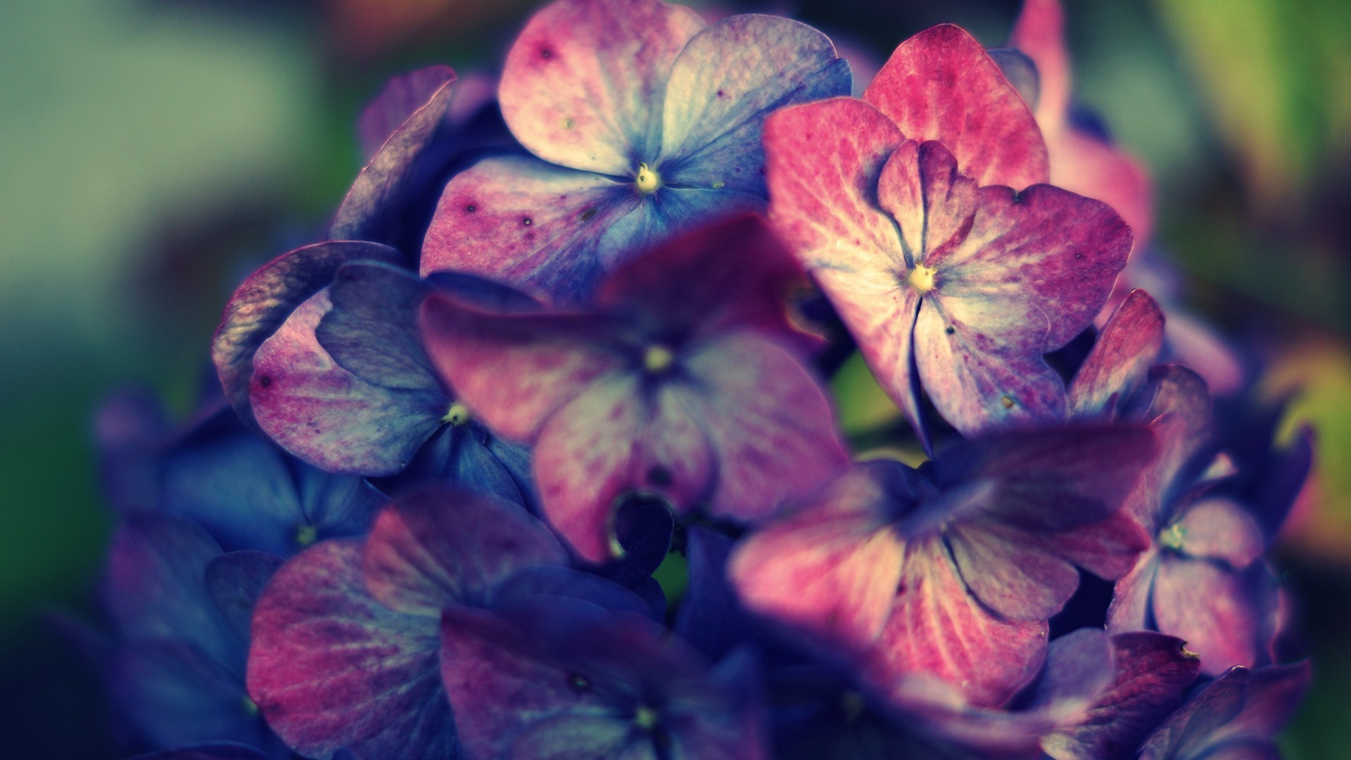 Hydrangea Violet Flowers Wallpapers