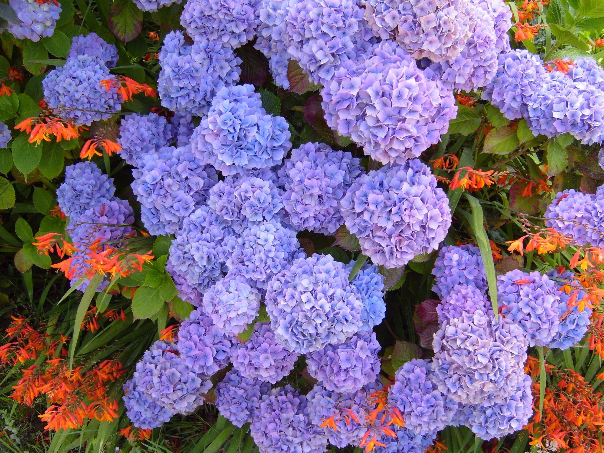 Hydrangea Violet Flowers Wallpapers