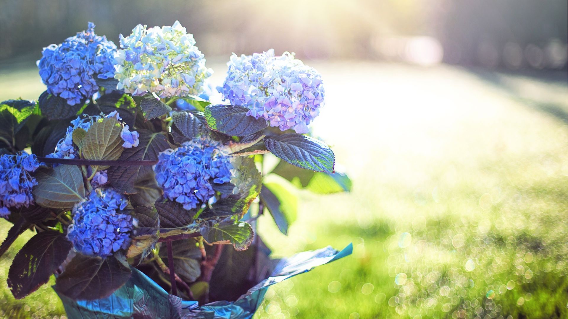 Hydrangea Violet Flowers Wallpapers