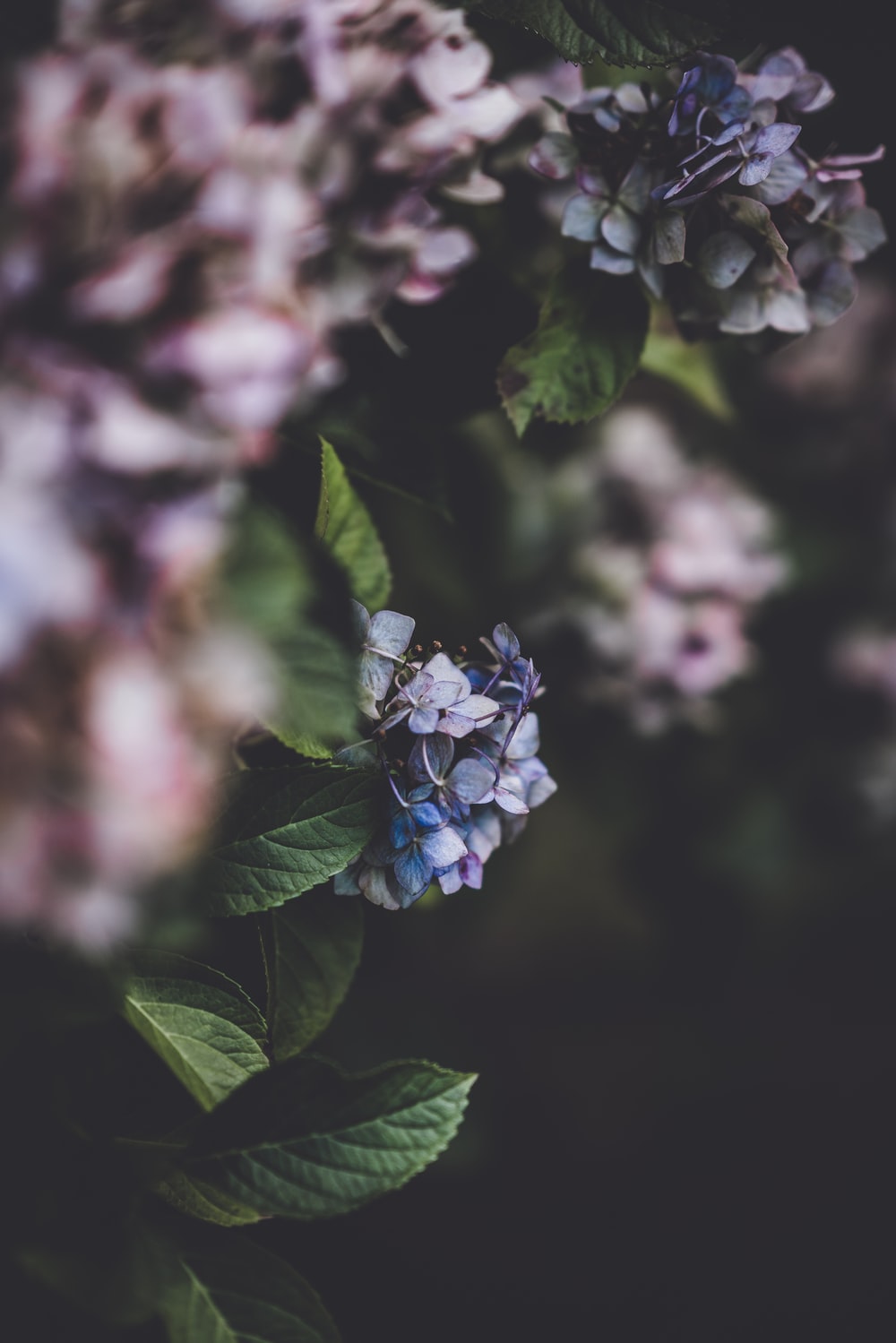 Hydrangea Violet Flowers Wallpapers