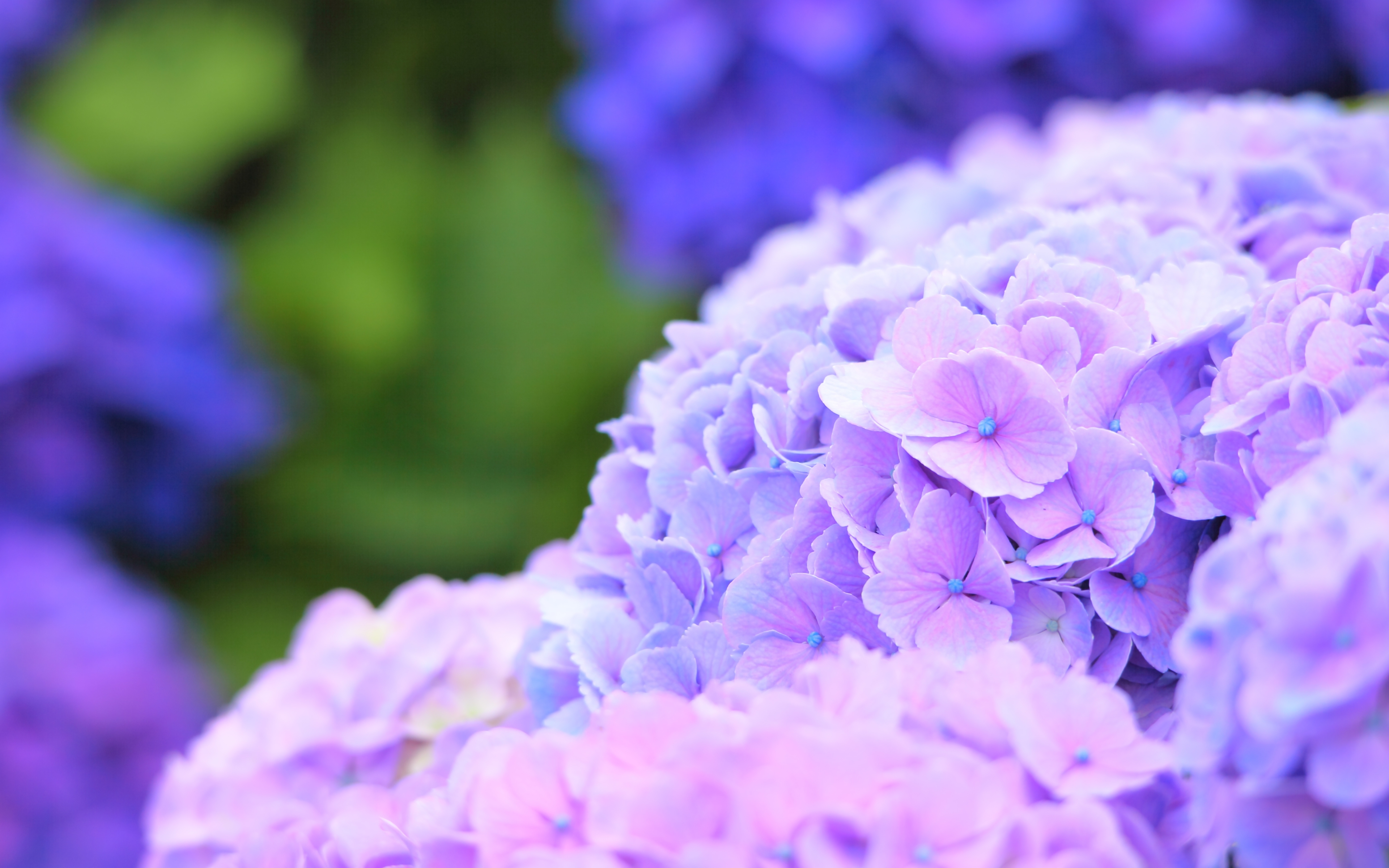 Hydrangea Violet Flowers Wallpapers