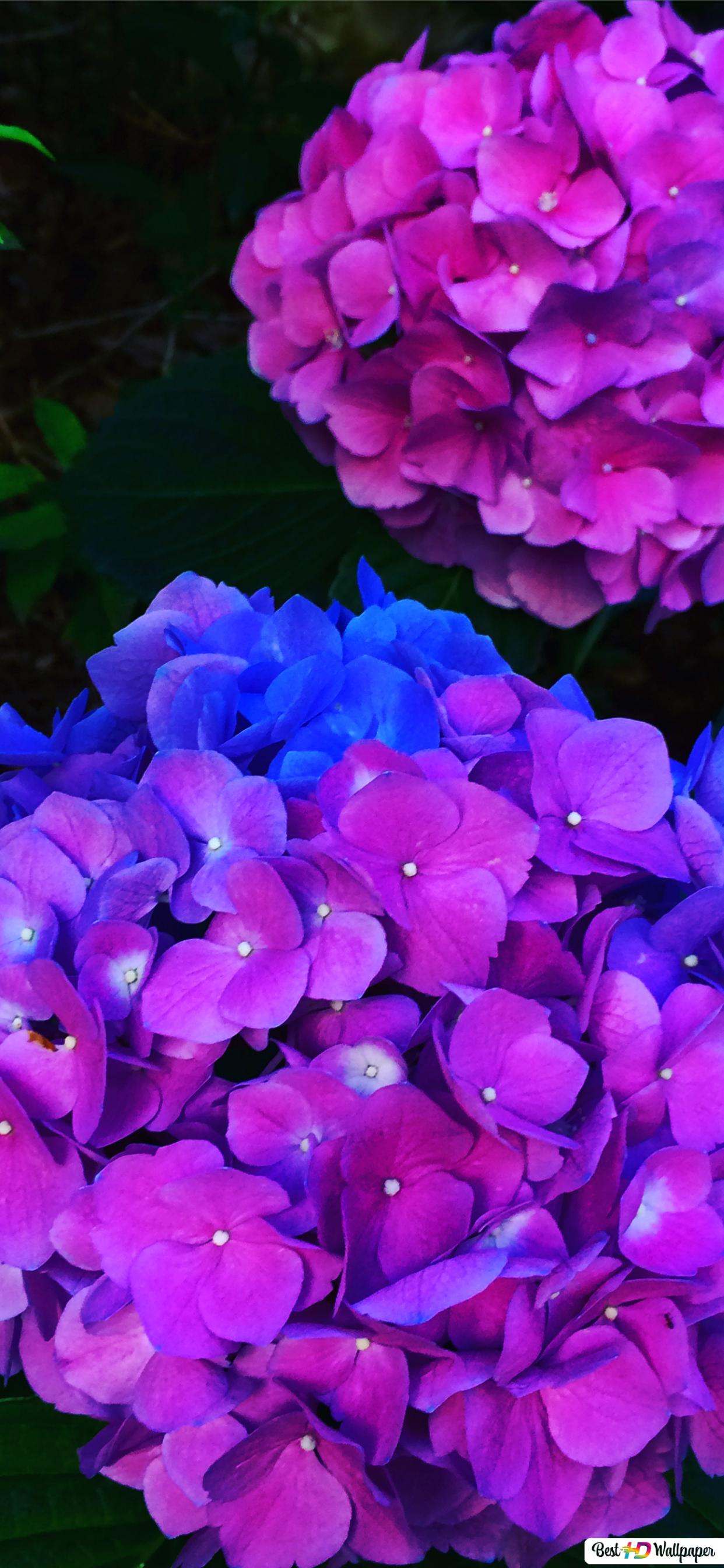 Hydrangea Violet Flowers Wallpapers