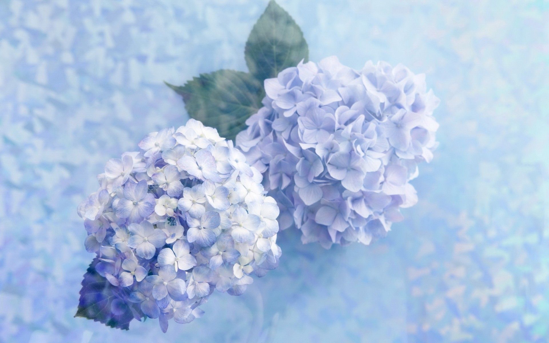 Hydrangea Violet Flowers Wallpapers