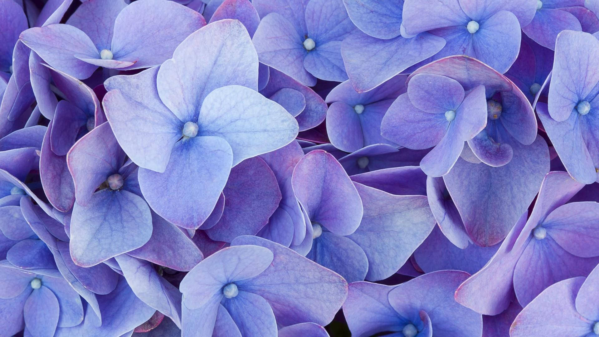 Hydrangea Violet Flowers Wallpapers