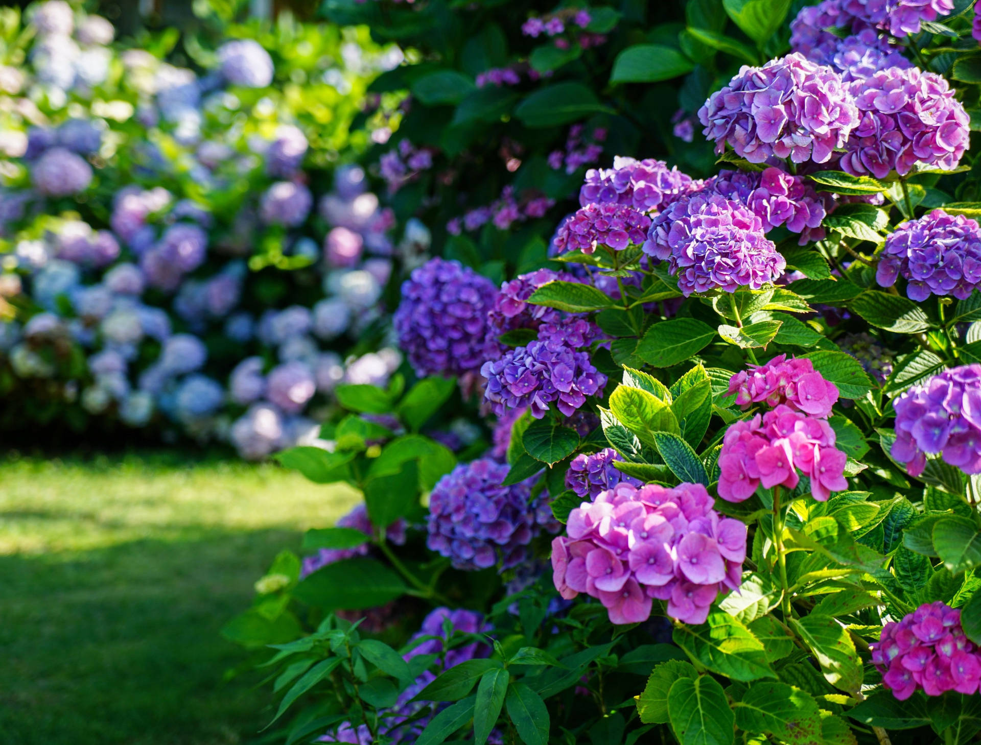 Hydrangea Violet Flowers Wallpapers