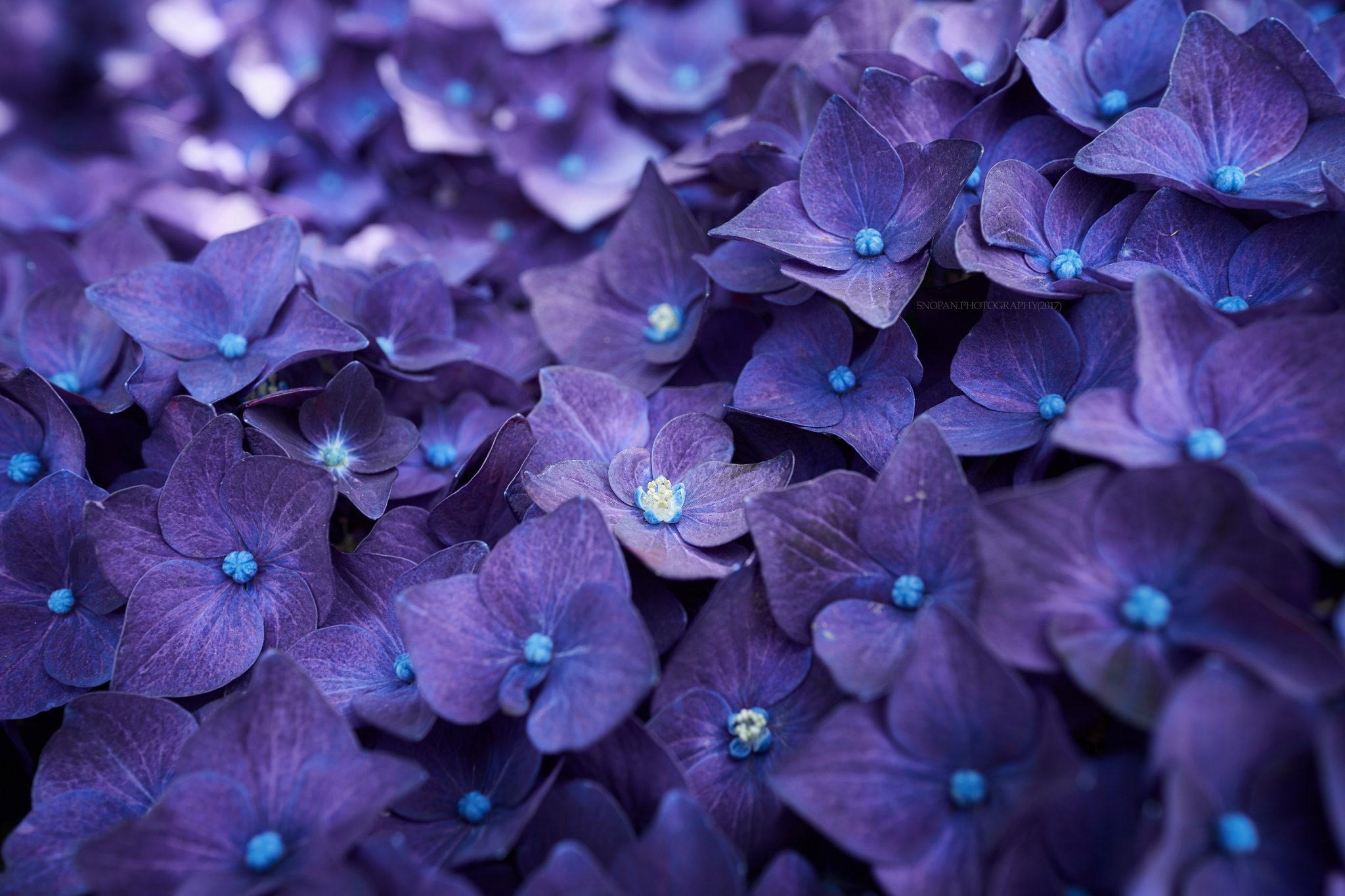 Hydrangea Violet Flowers Wallpapers