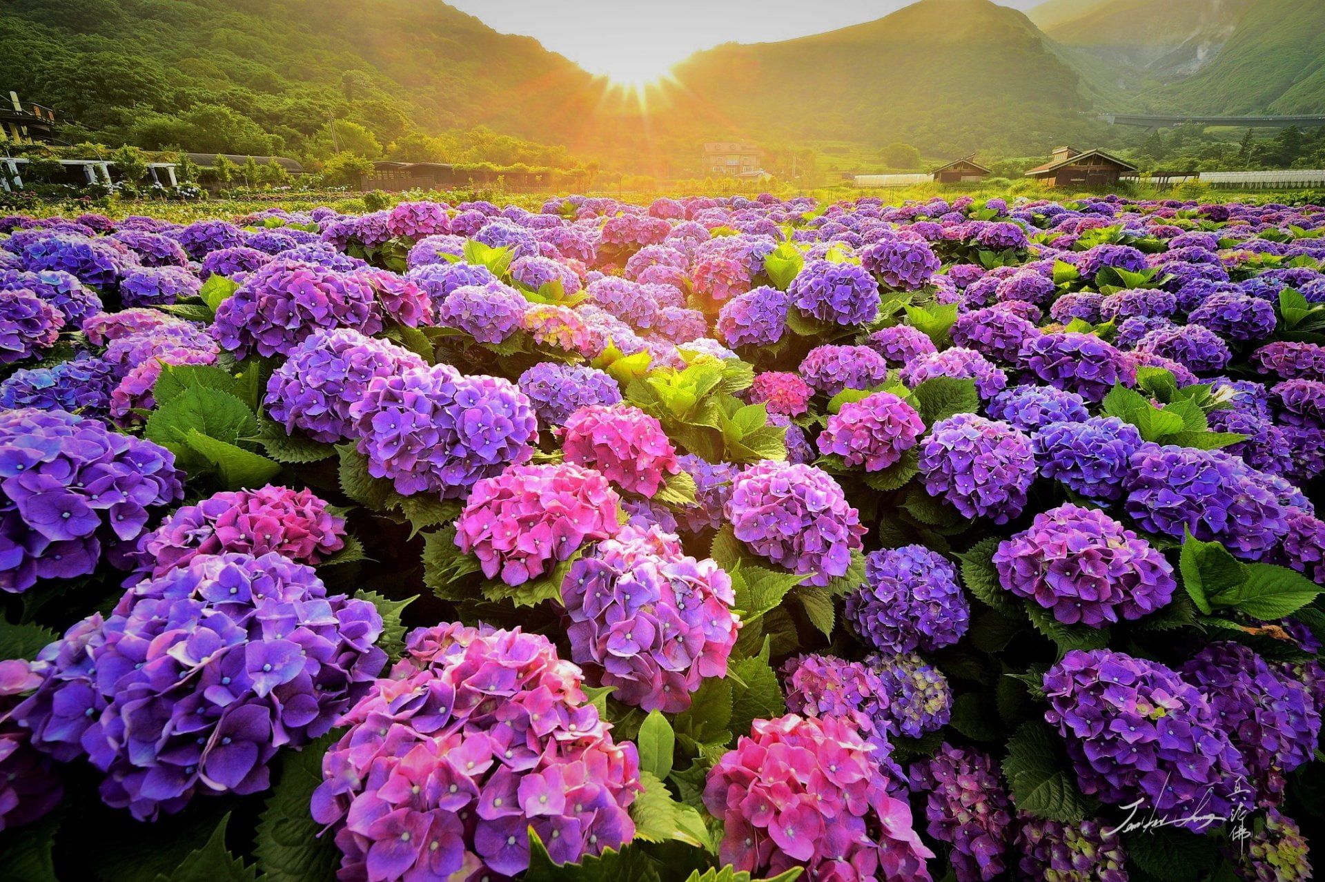 Hydrangea Violet Flowers Wallpapers