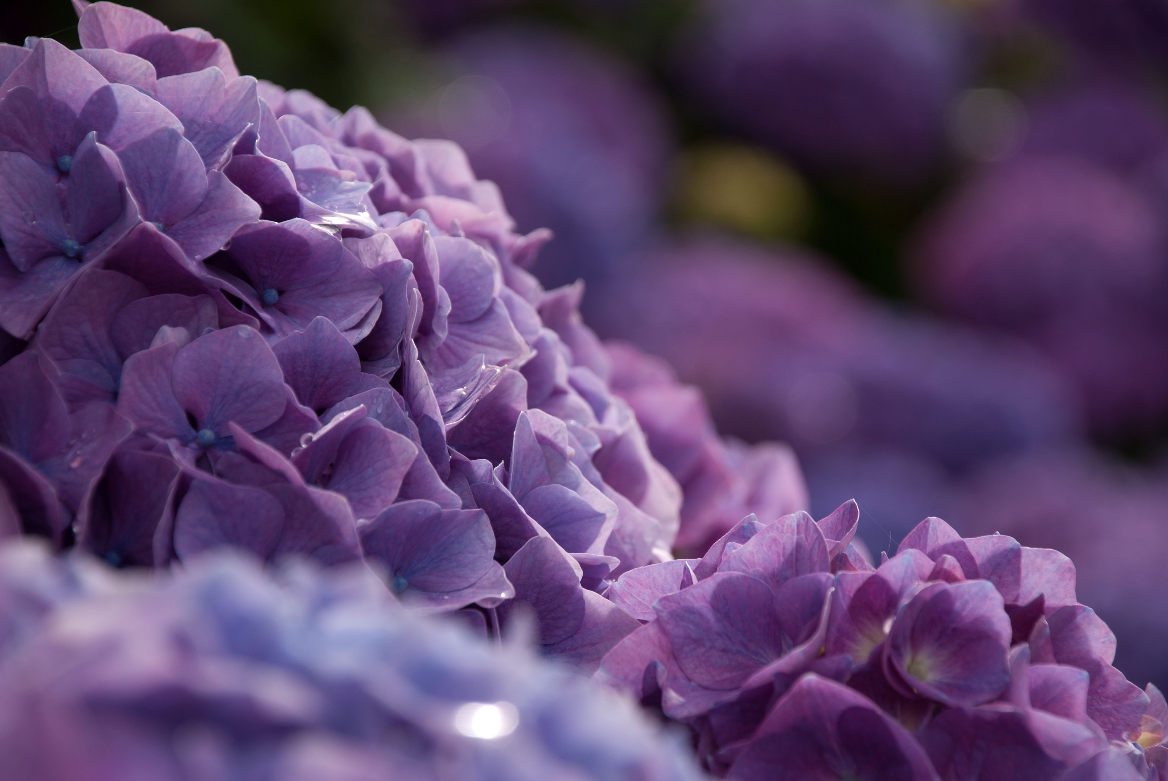 Hydrangea Violet Flowers Wallpapers