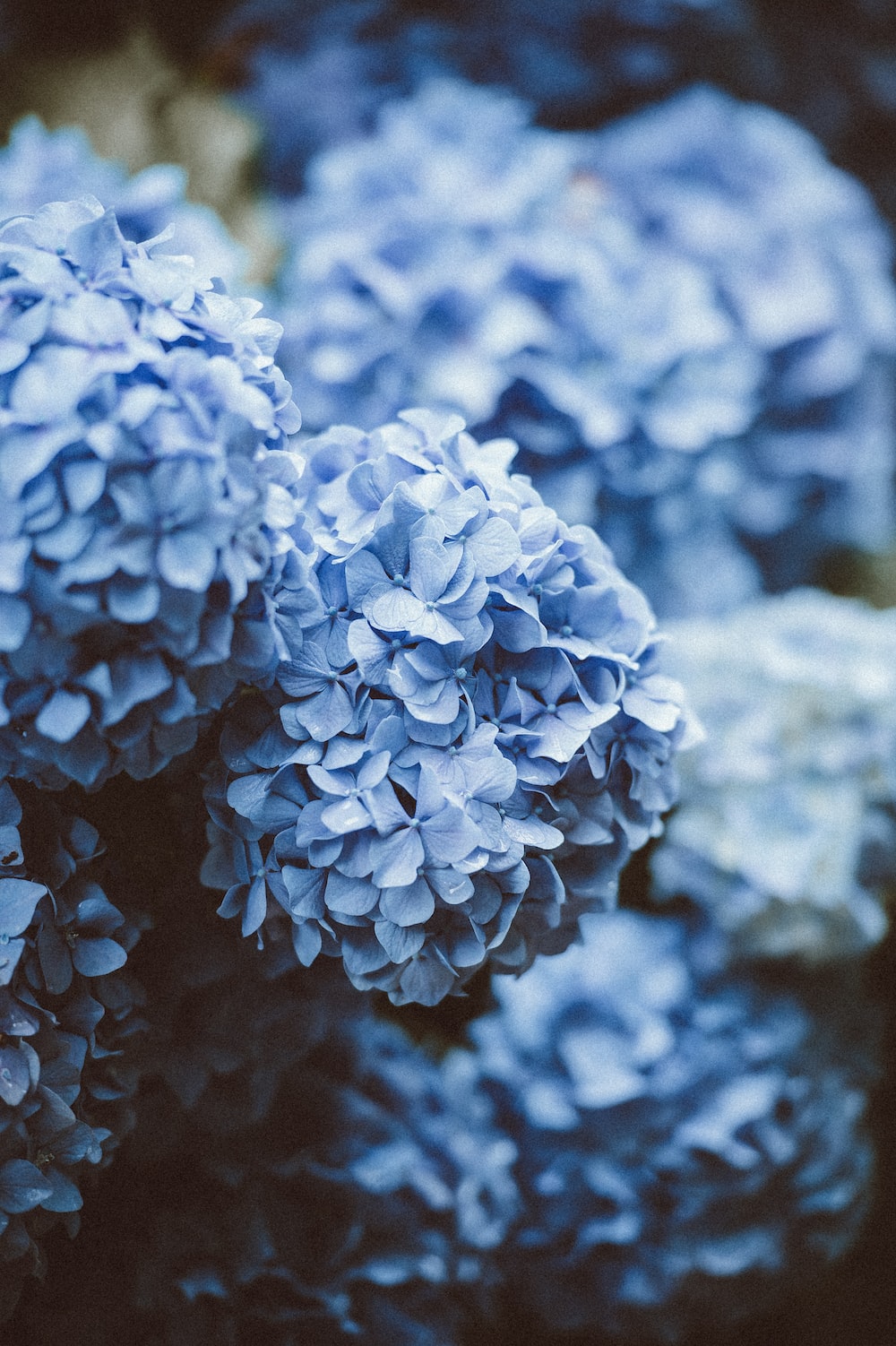 Hydrangea Violet Flowers Wallpapers