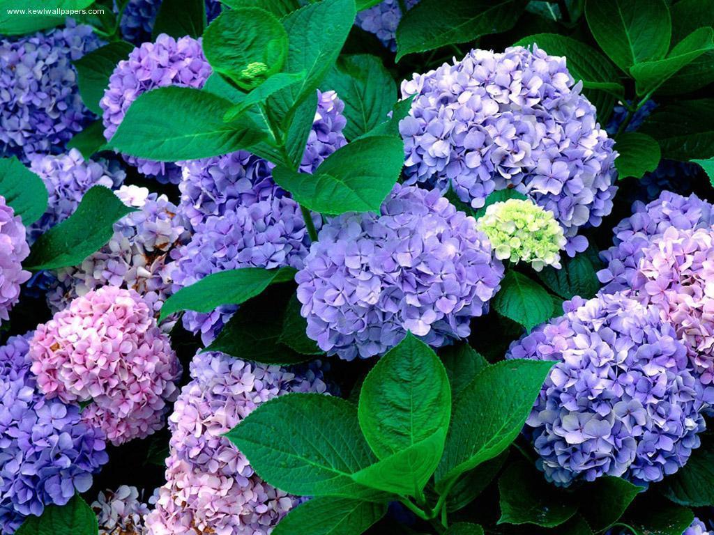 Hydrangea Wallpapers