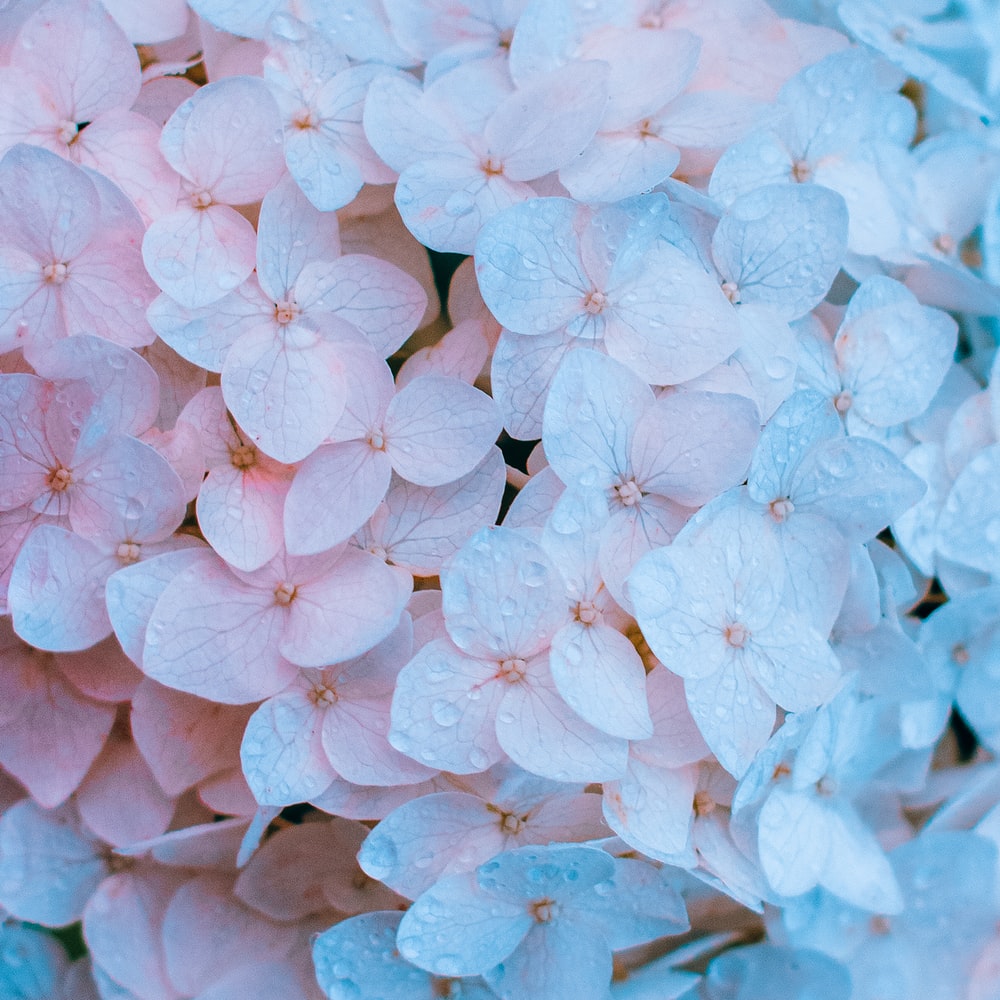 Hydrangea Wallpapers