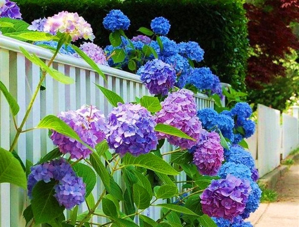 Hydrangea Wallpapers