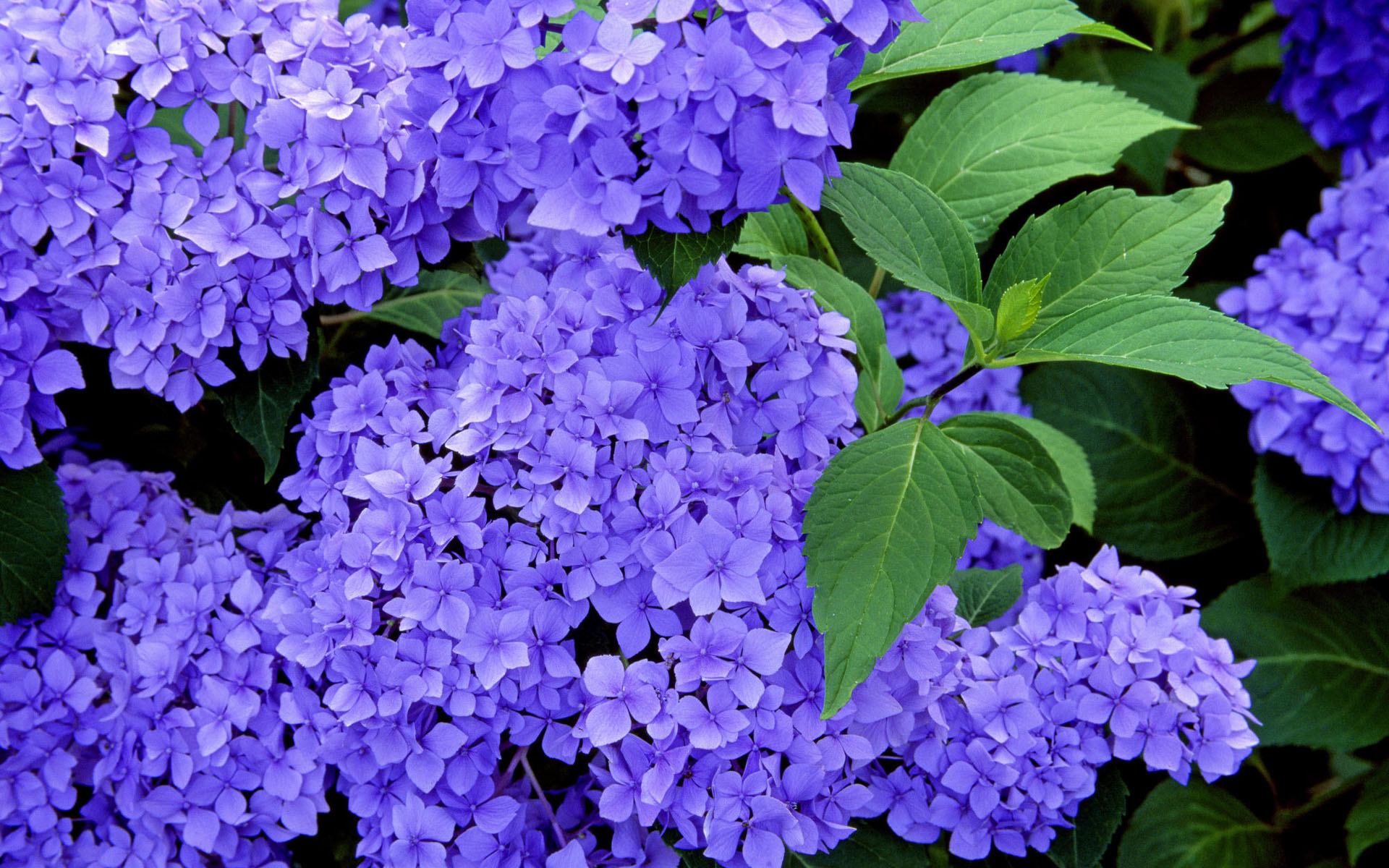 Hydrangea Wallpapers