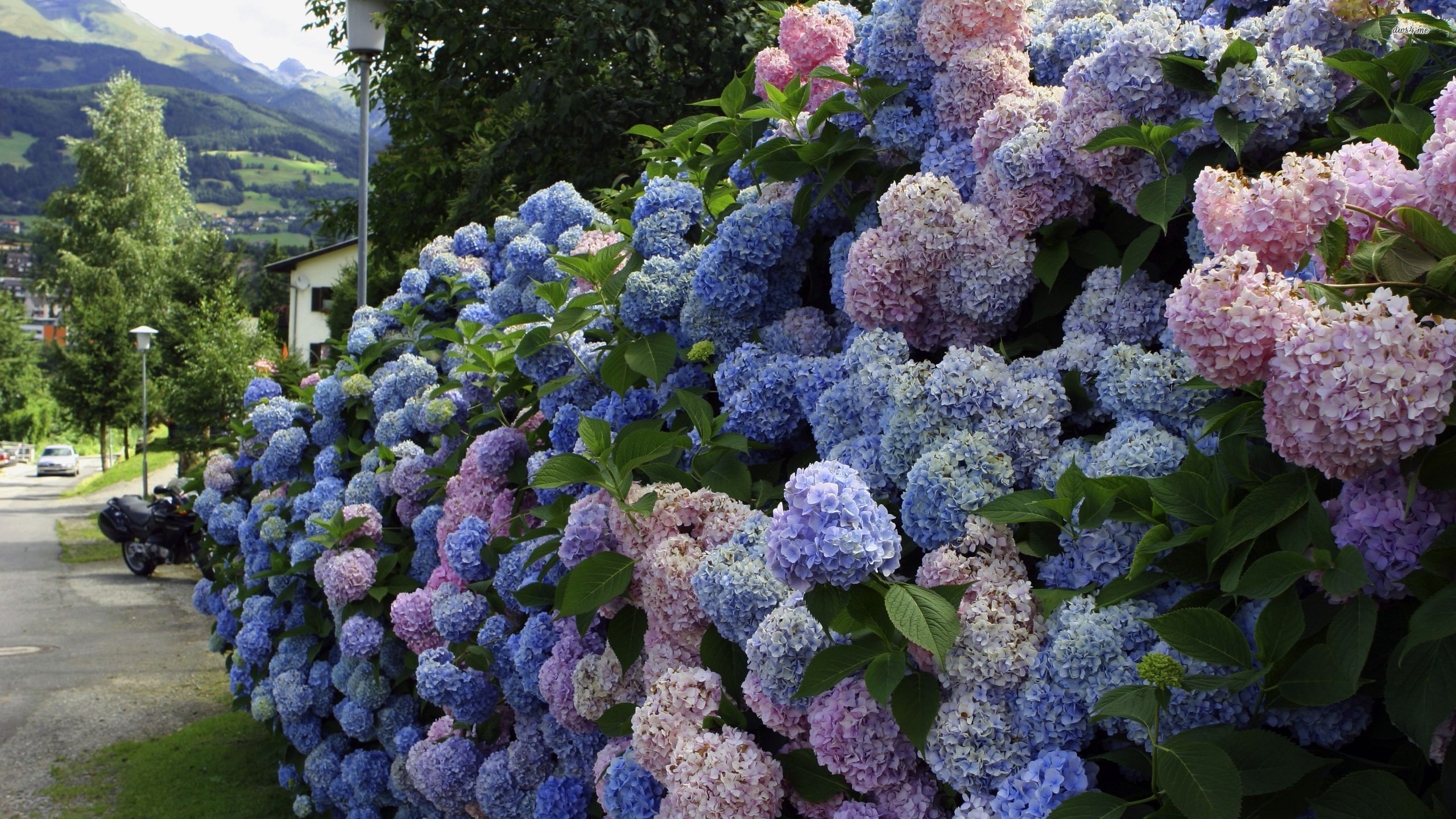 Hydrangea Wallpapers