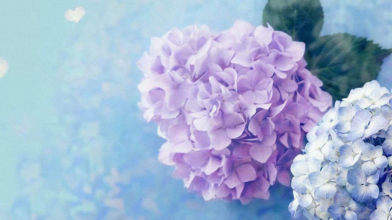 Hydrangea Wallpapers