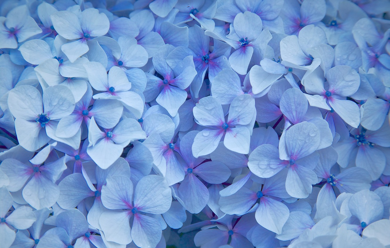 Hydrangea Wallpapers