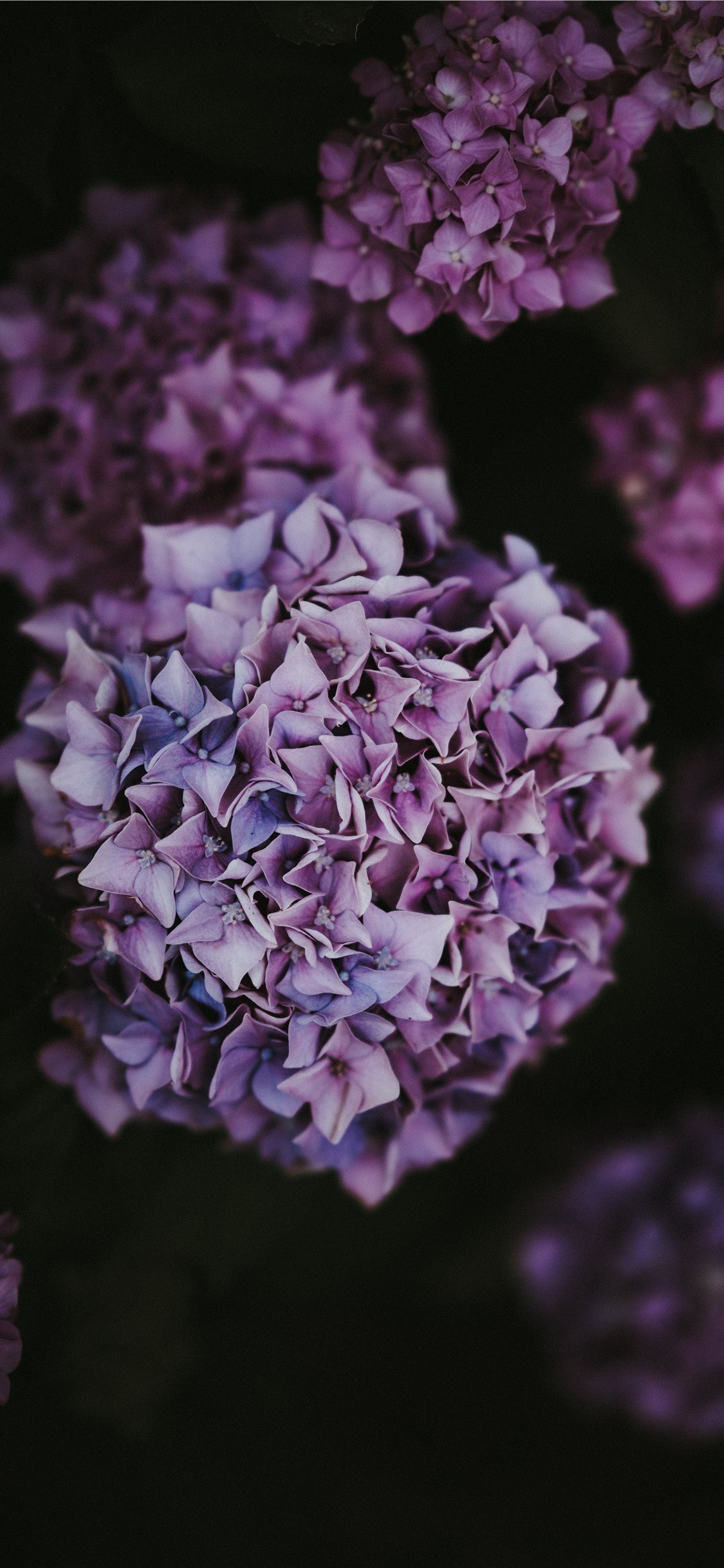 Hydrangea Wallpapers