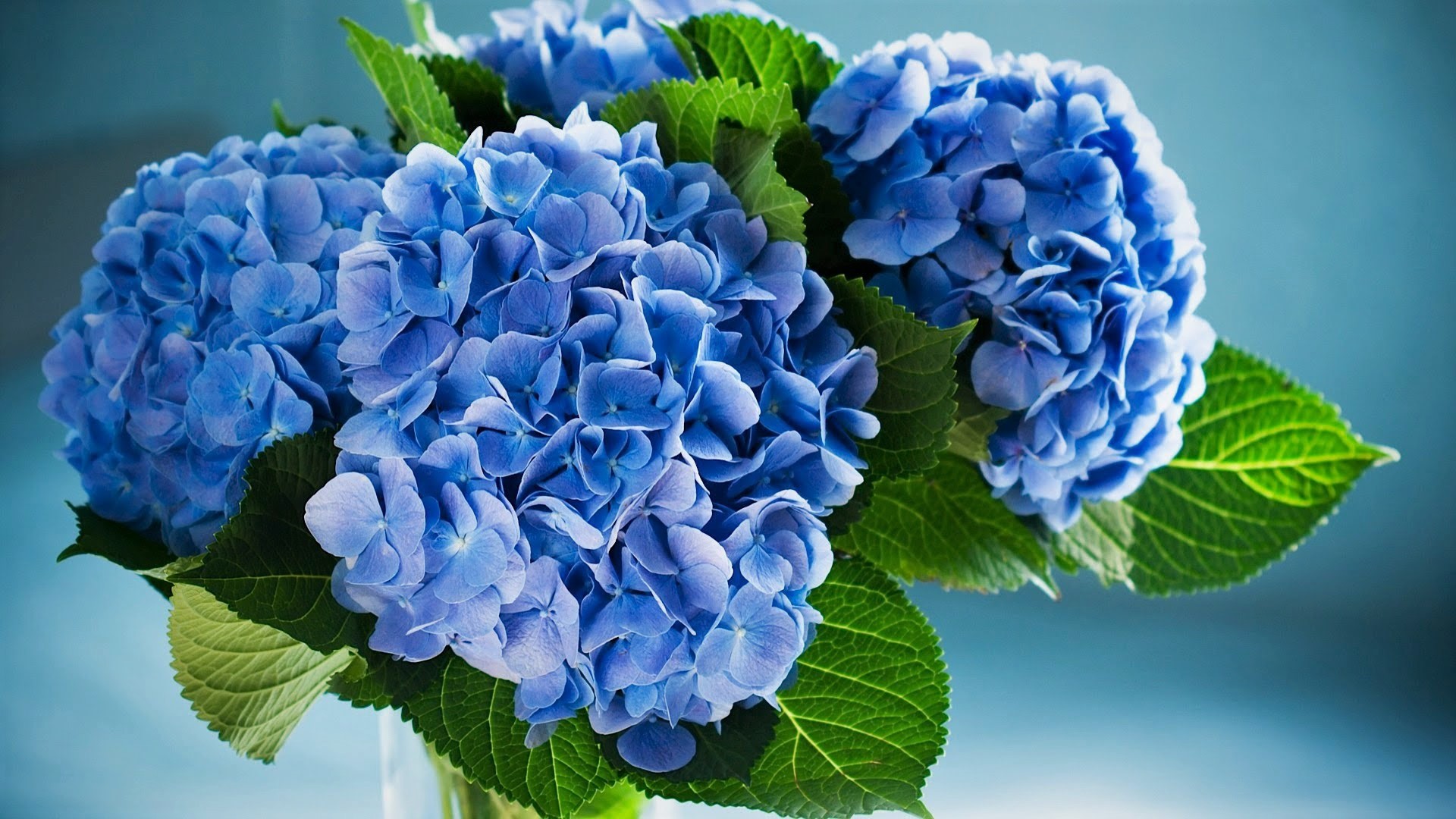 Hydrangea Wallpapers