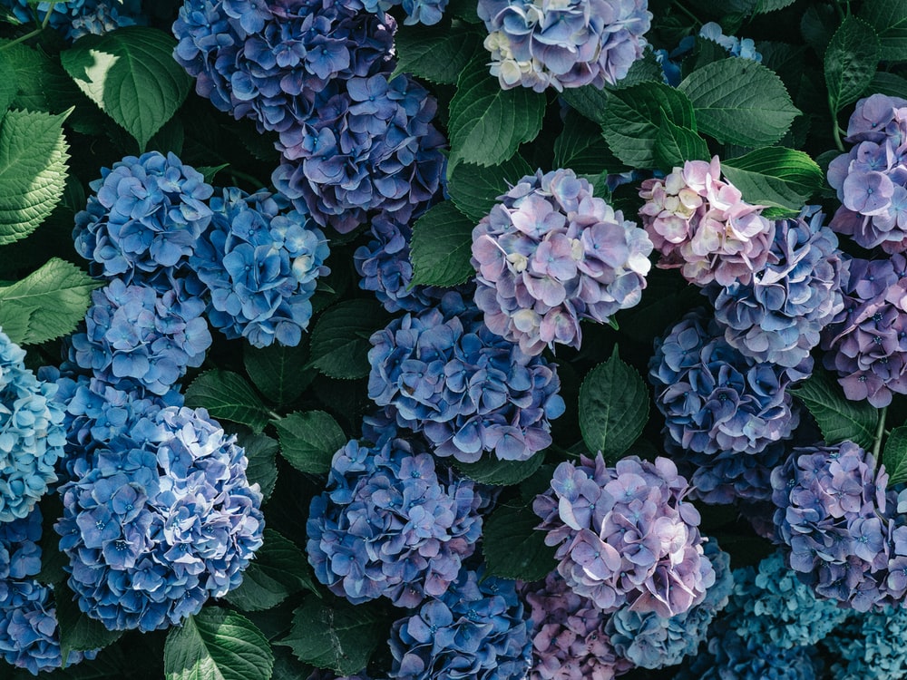 Hydrangea Wallpapers