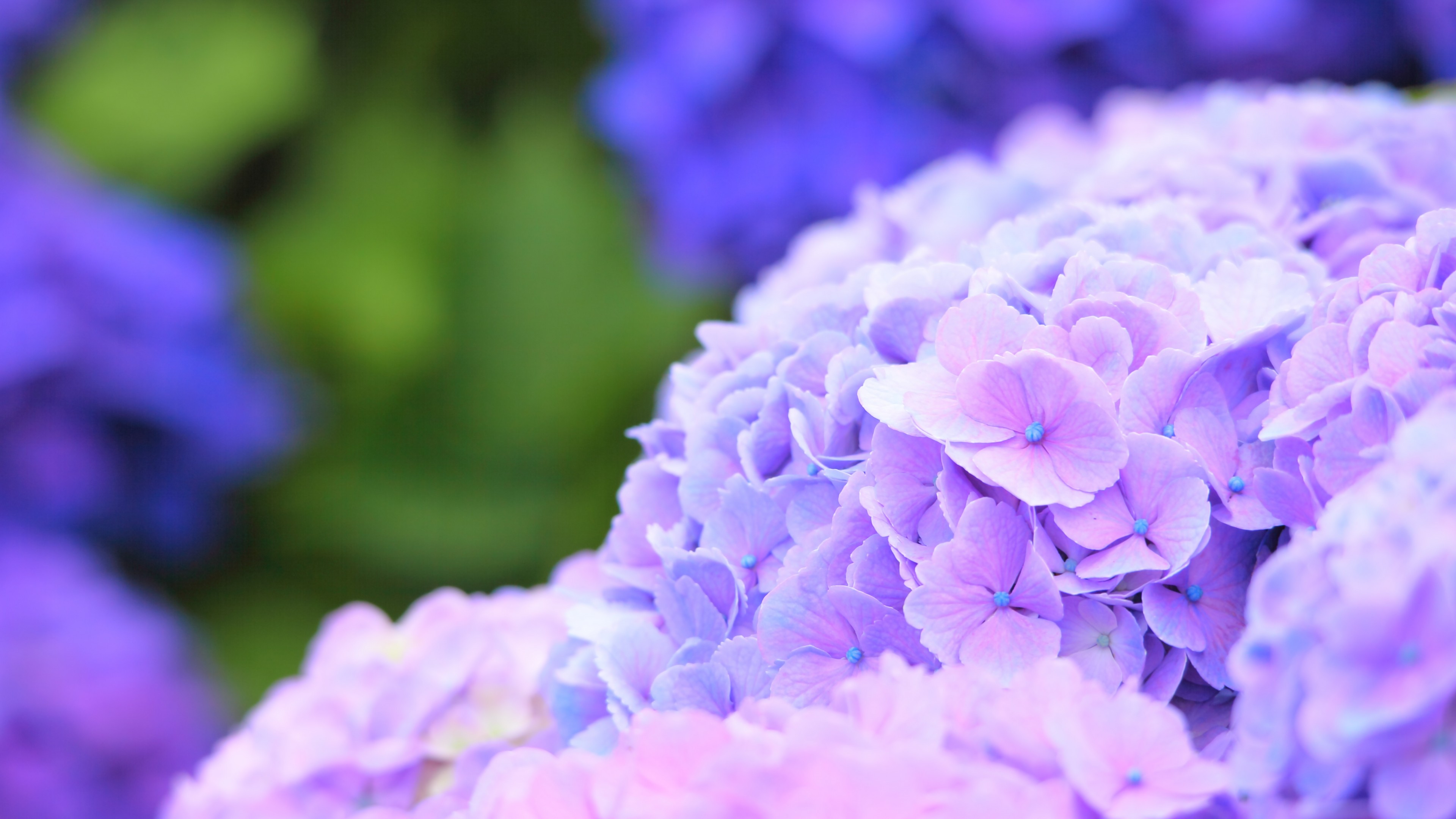 Hydrangea Wallpapers