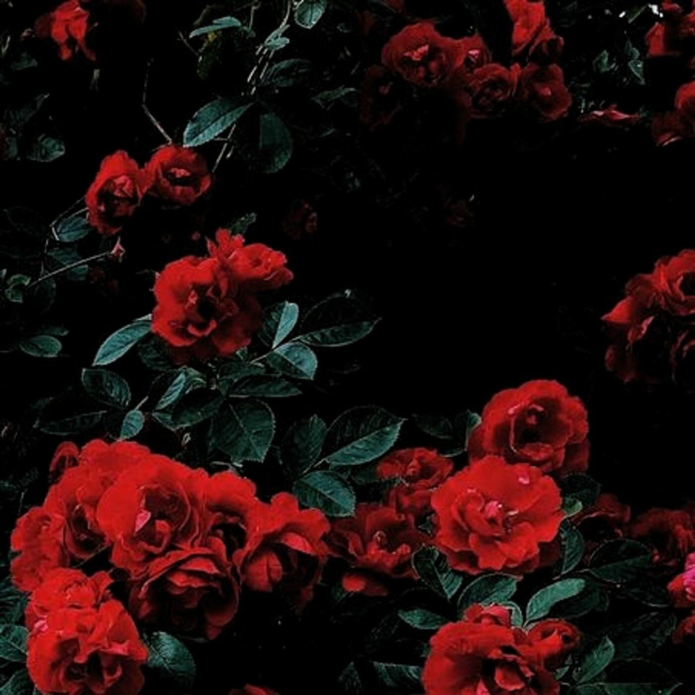 Hypebeast Rose Wallpapers