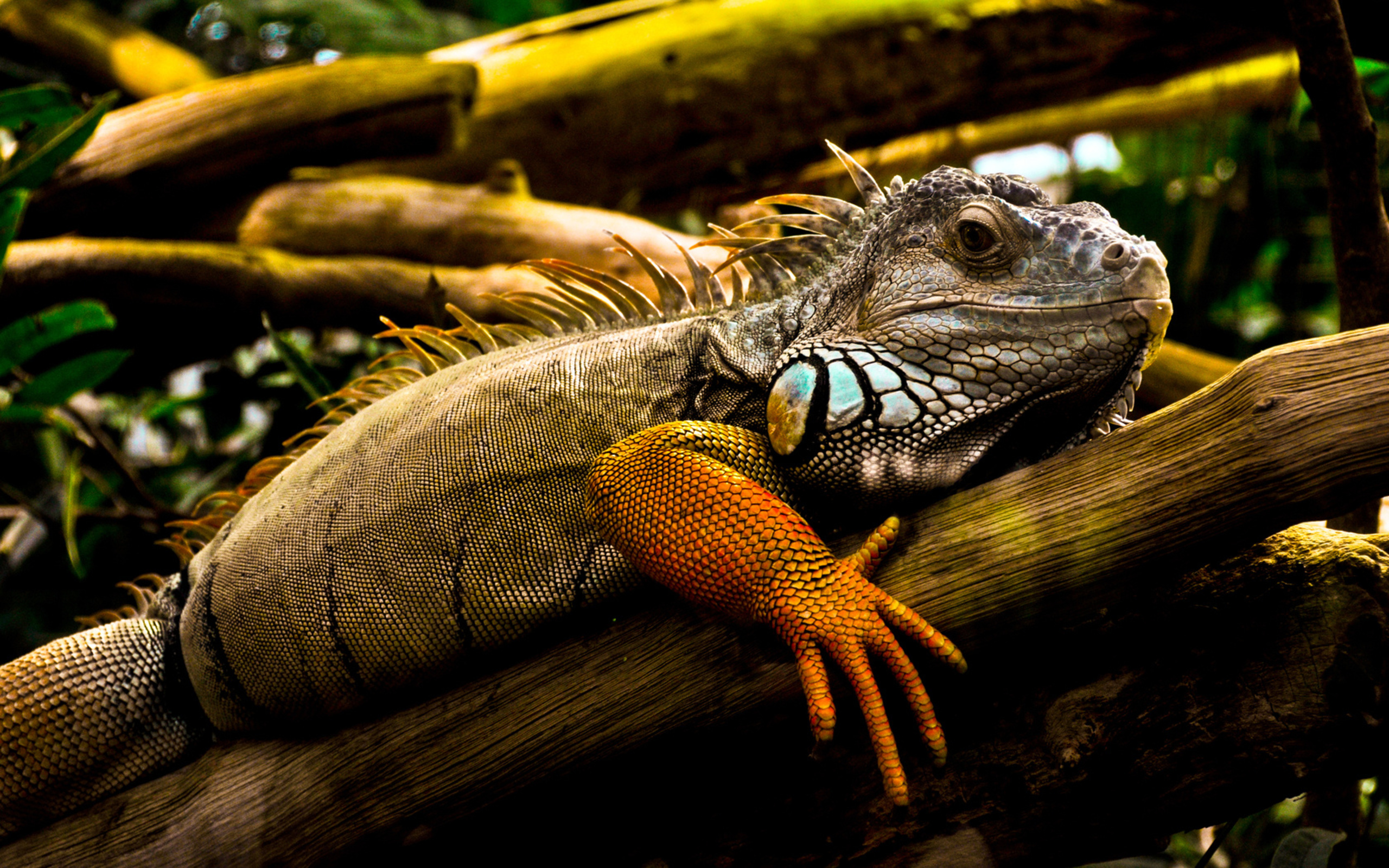 Iguana Wallpapers