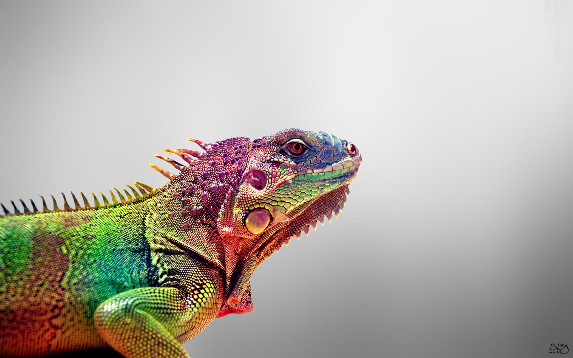 Iguana Wallpapers