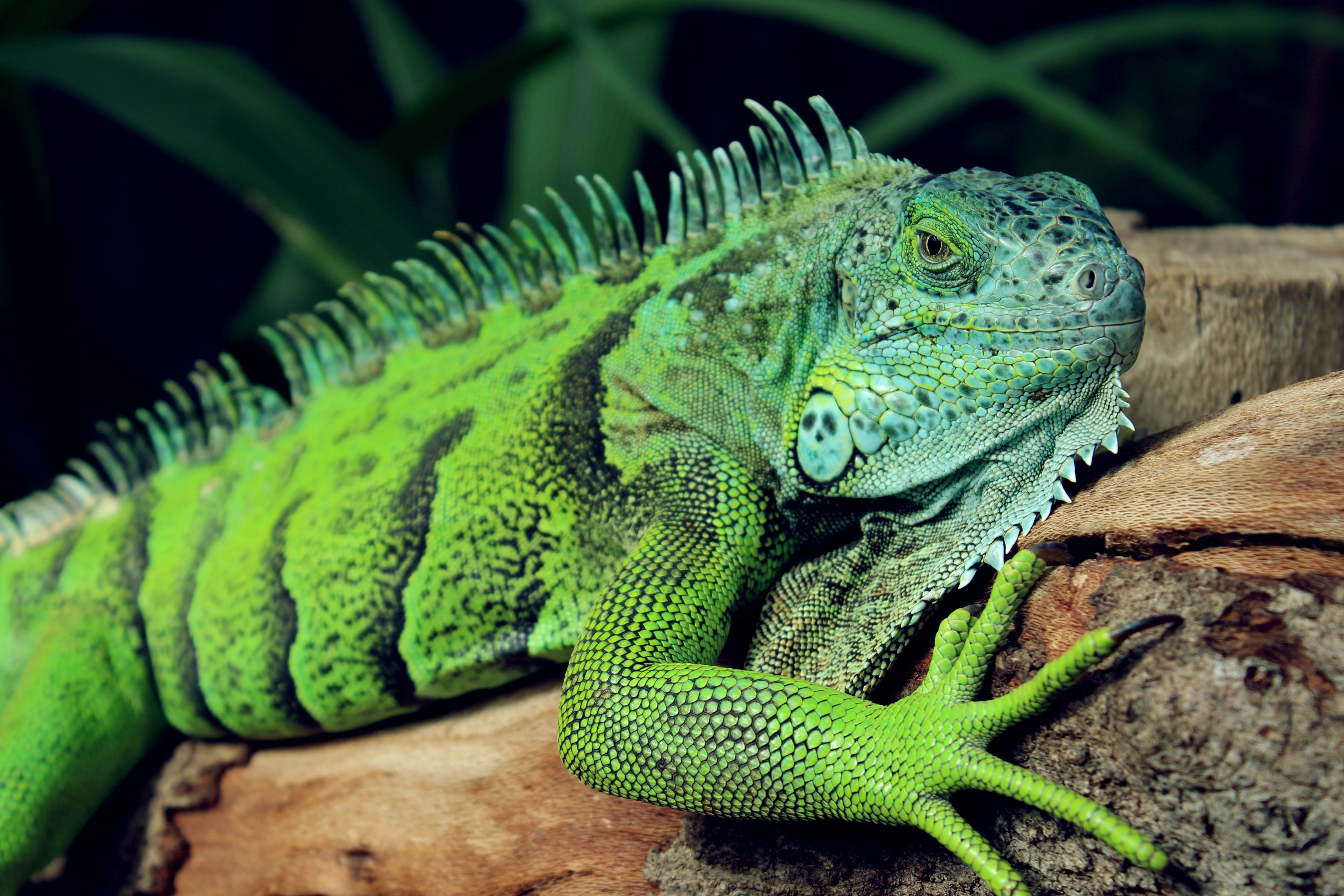 Iguana Wallpapers