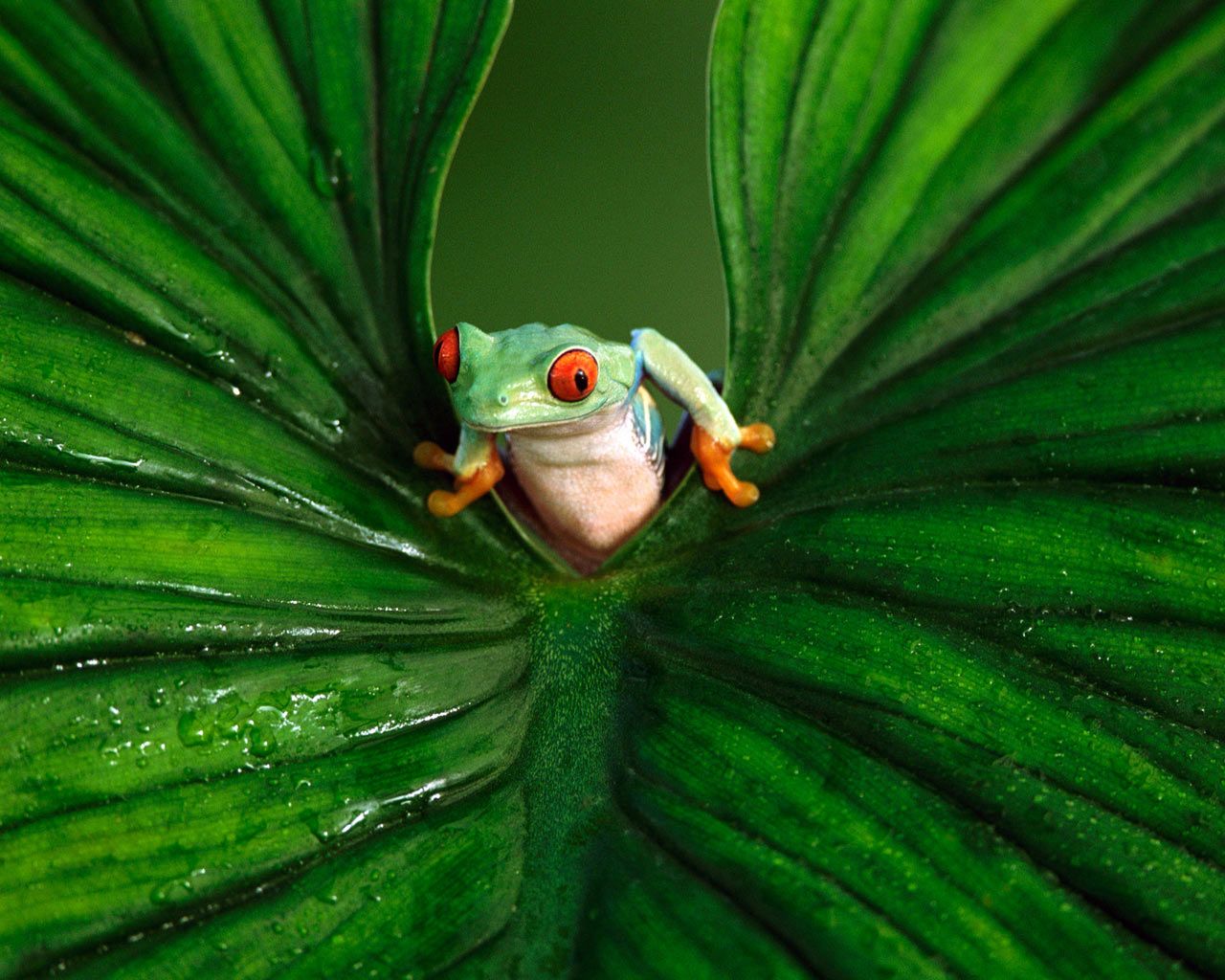 Images Of Baby Frogs Wallpapers