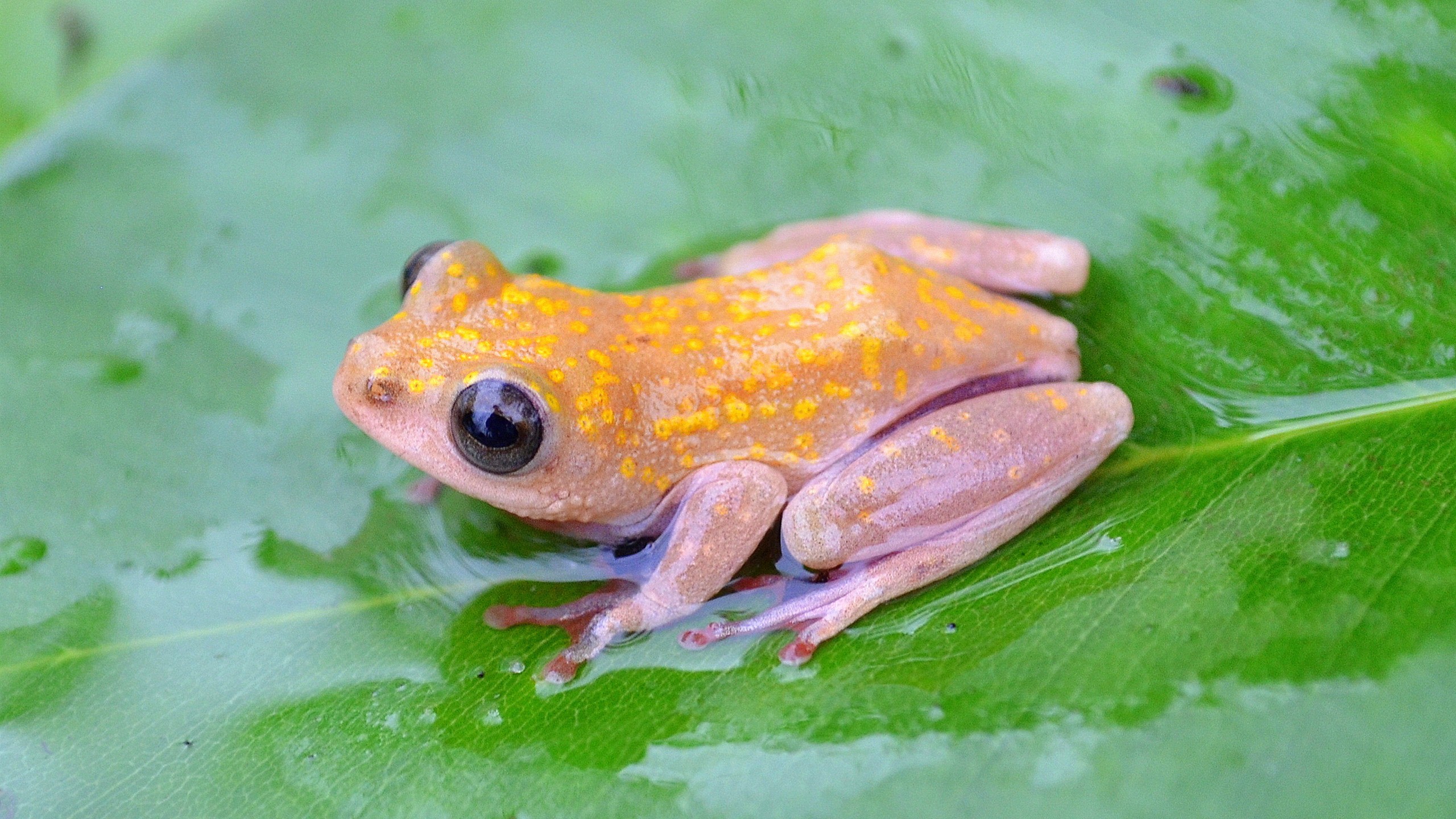 Images Of Baby Frogs Wallpapers