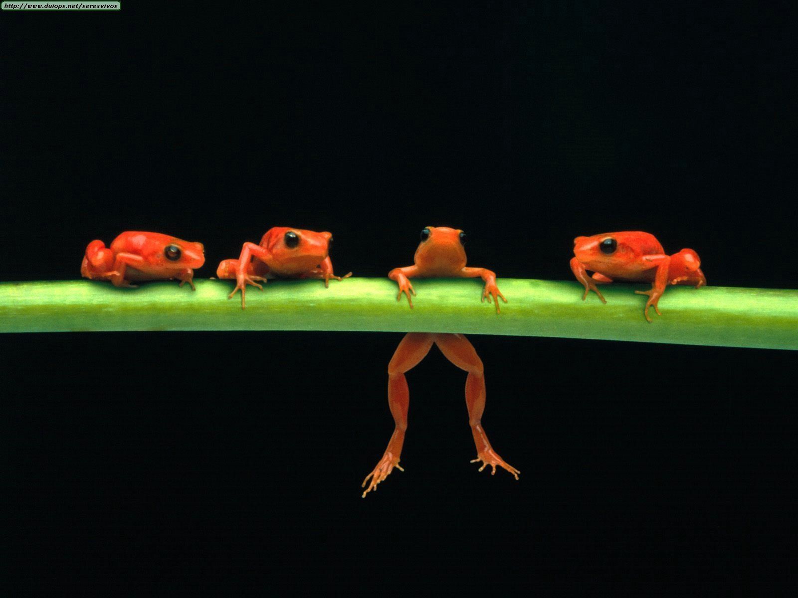 Images Of Baby Frogs Wallpapers