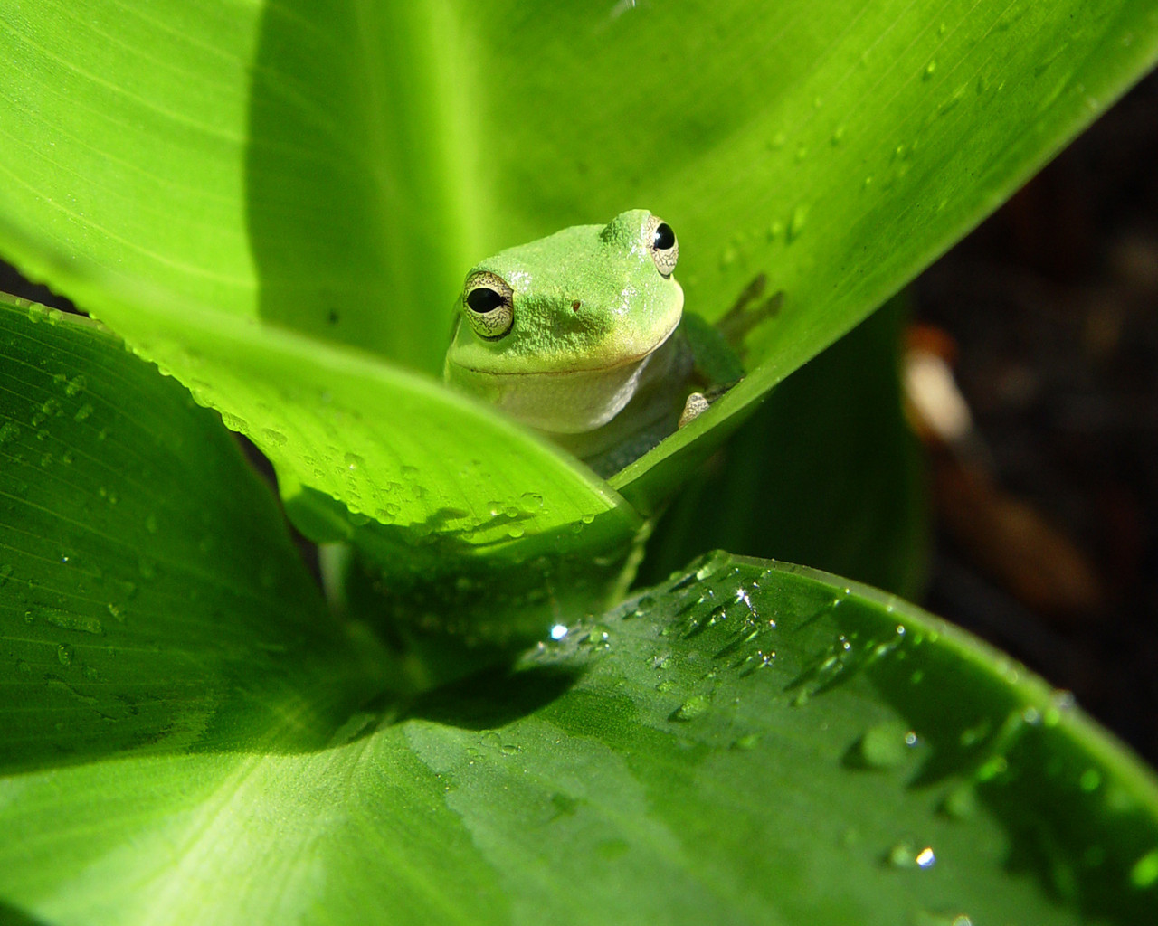 Images Of Baby Frogs Wallpapers