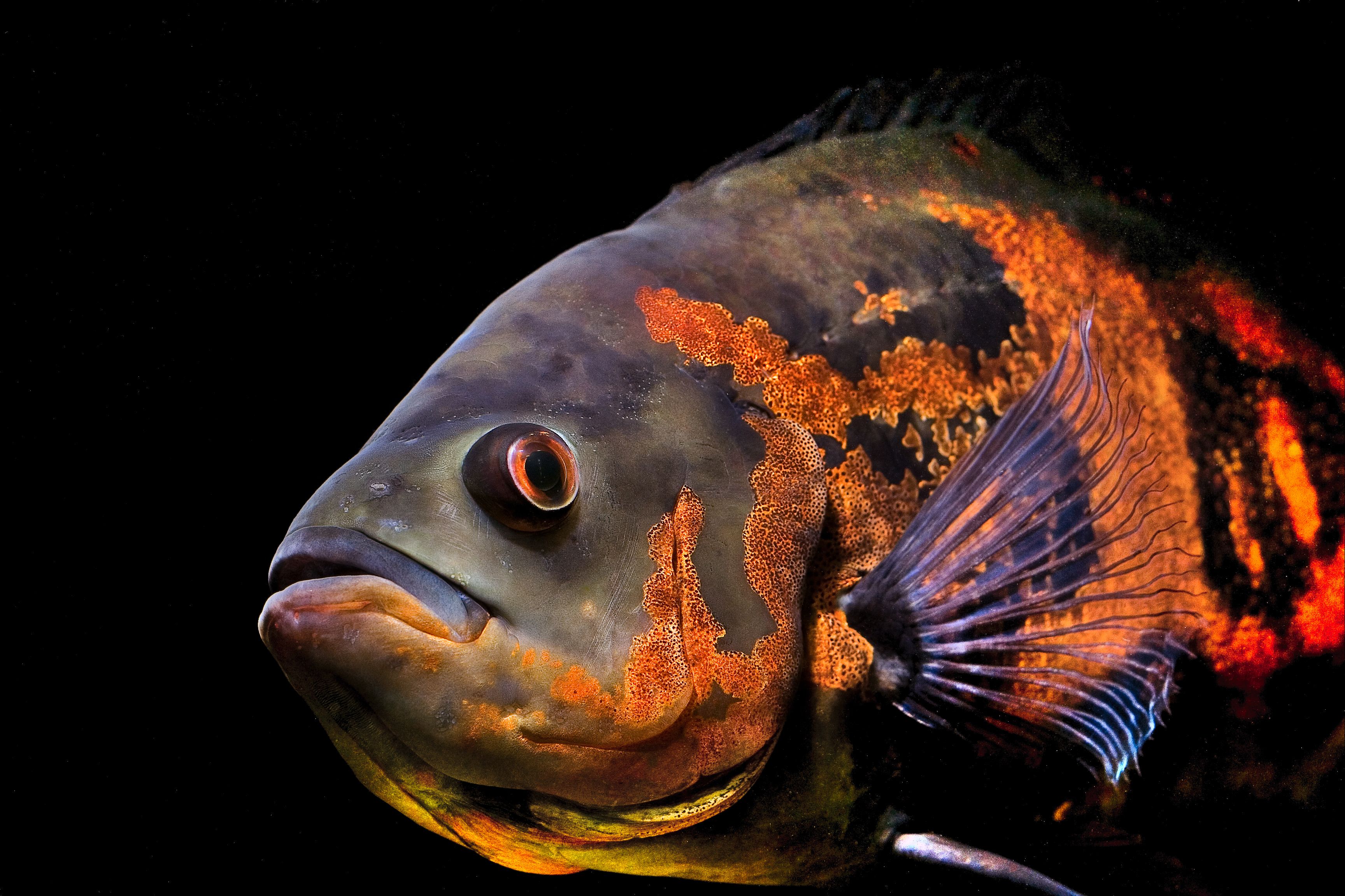 Images Of Oscar Fish Wallpapers