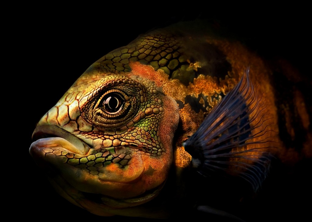 Images Of Oscar Fish Wallpapers