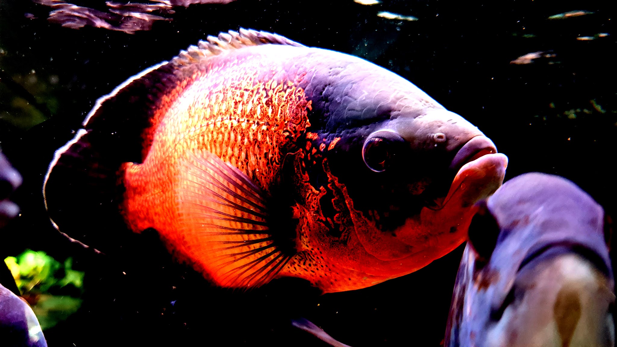 Images Of Oscar Fish Wallpapers