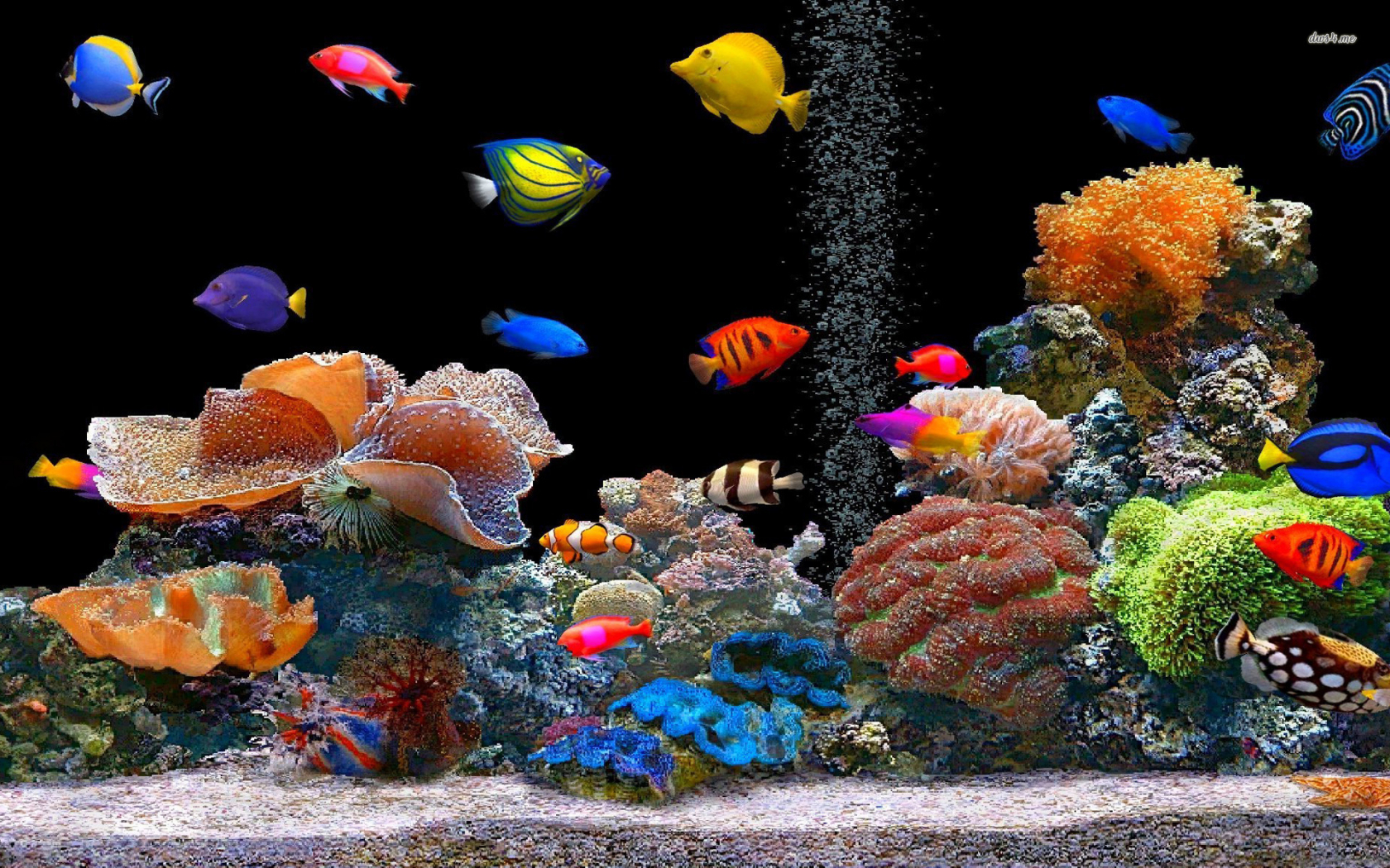 Images Of Oscar Fish Wallpapers