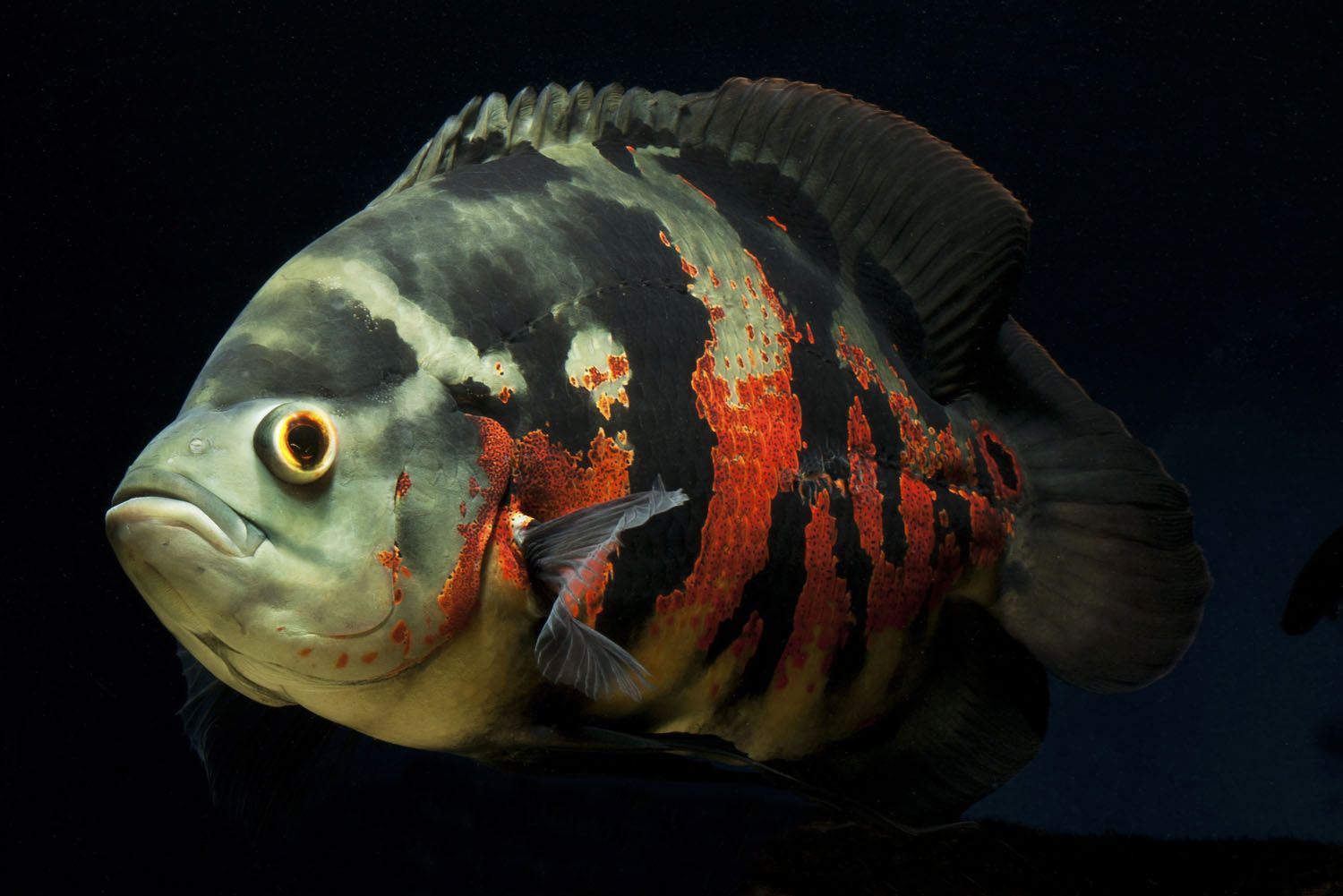 Images Of Oscar Fish Wallpapers