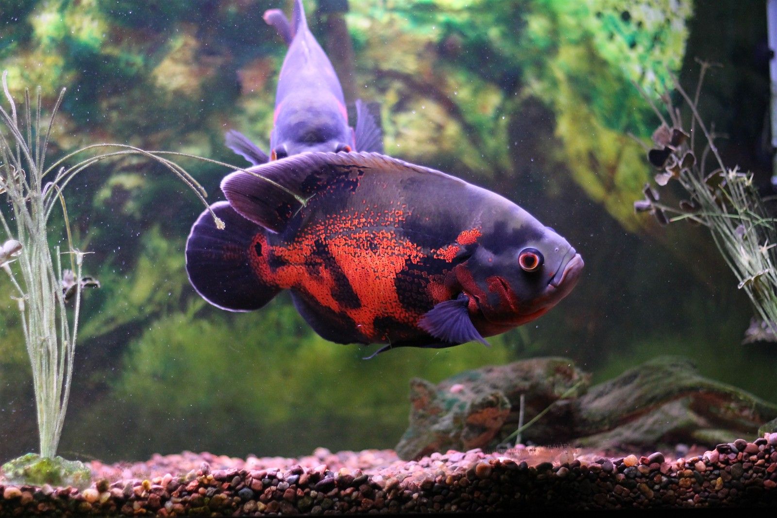 Images Of Oscar Fish Wallpapers