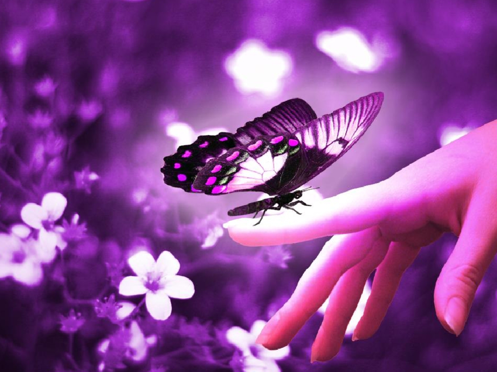 Images Of Purple Roses And Butterflies Wallpapers